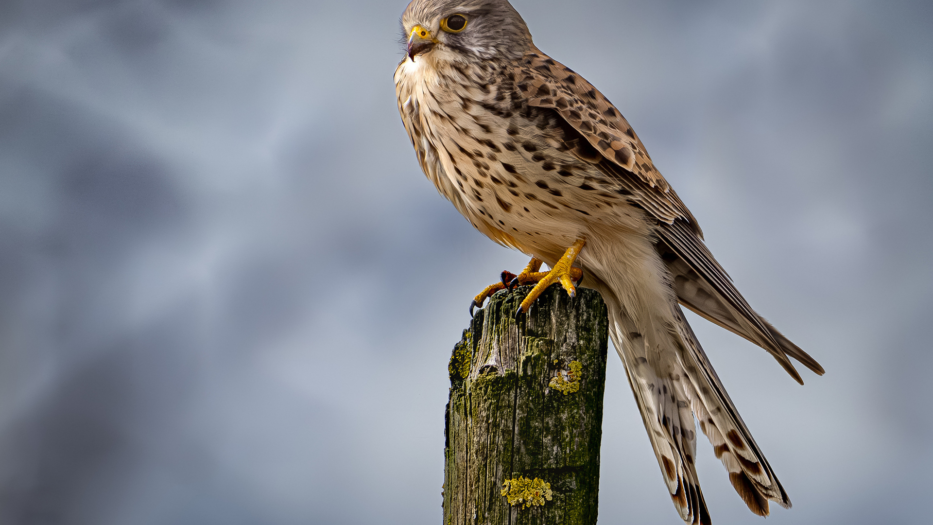 Хищный сокол сидит на сухом дереве 