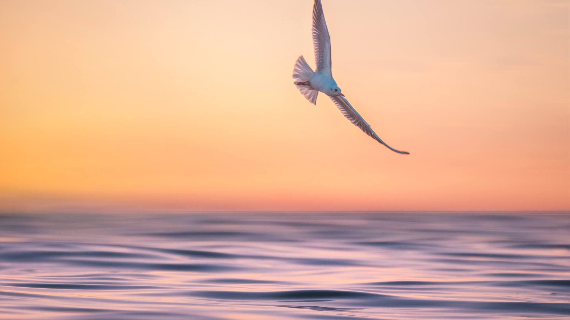 Чайка летает над спокойным морем