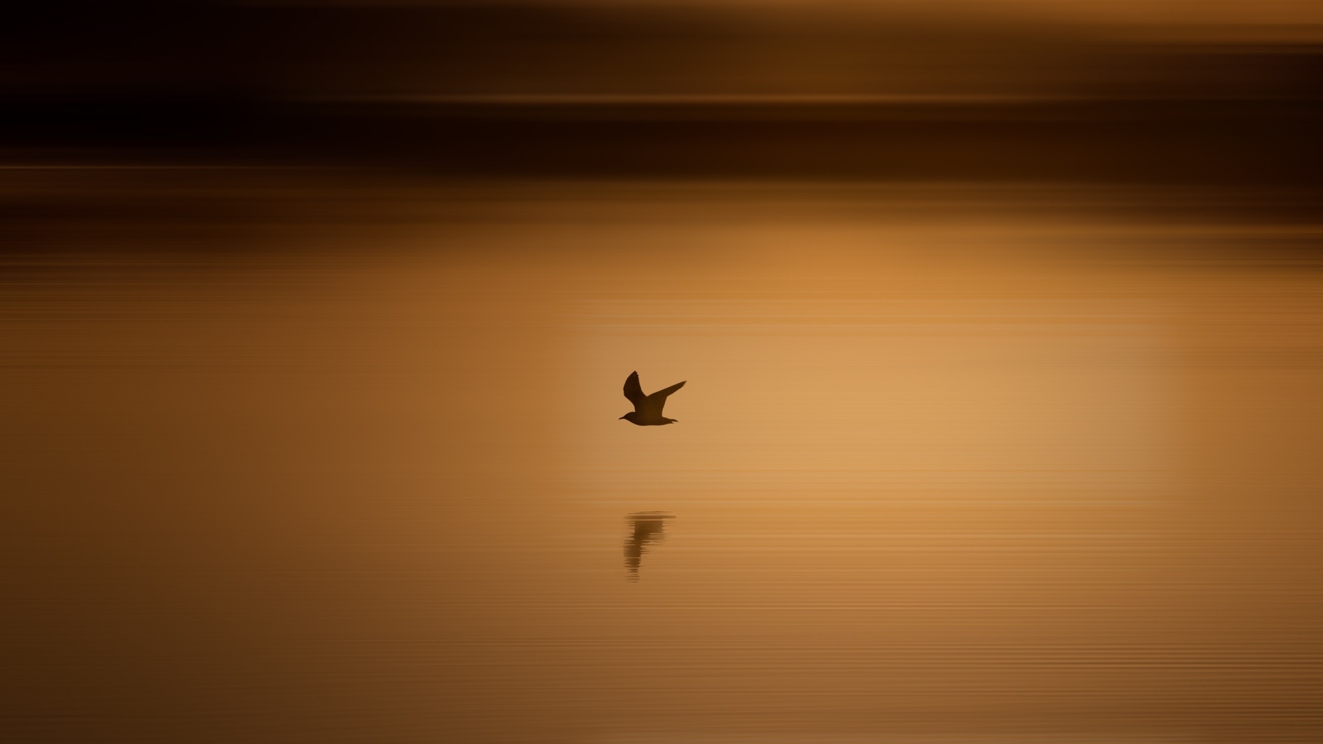 Чайка летит над водой на закате солнца
