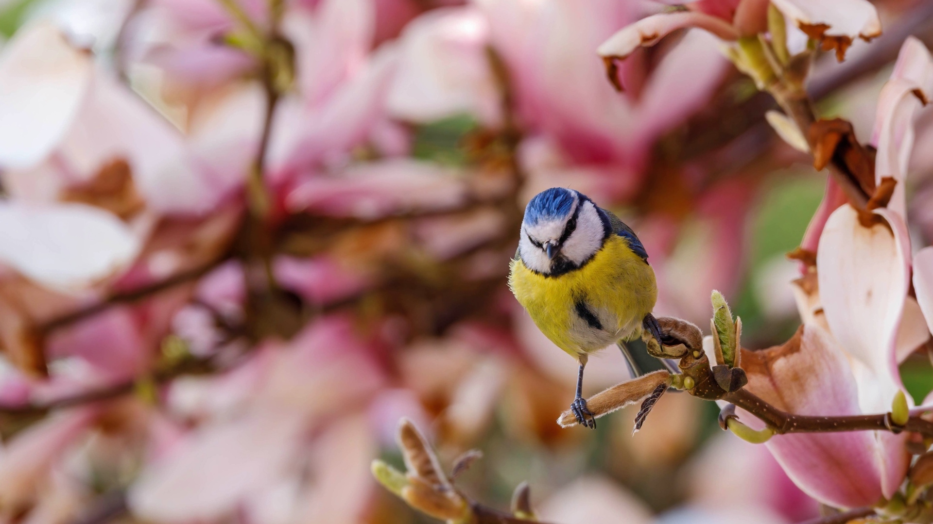 Маленькая птица лазоревка сидит на ветке дерева