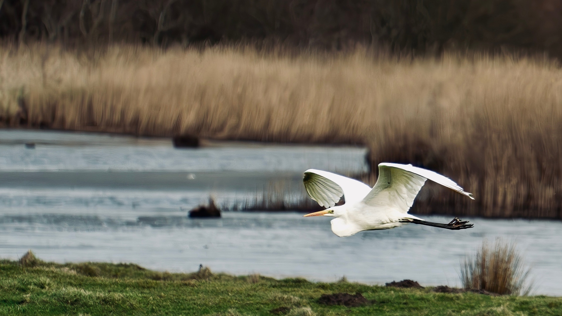 Белая цапля летит над водой