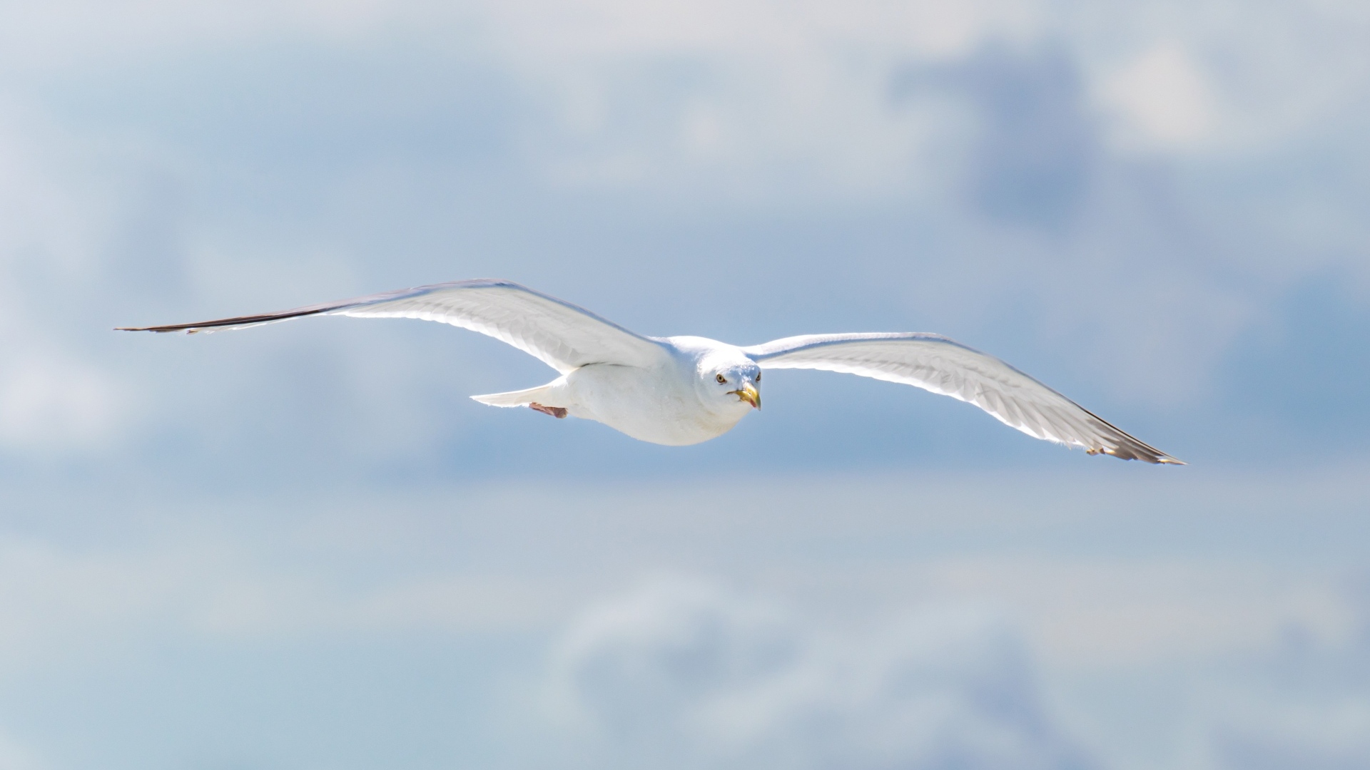 Белая чайка летит в облаках
