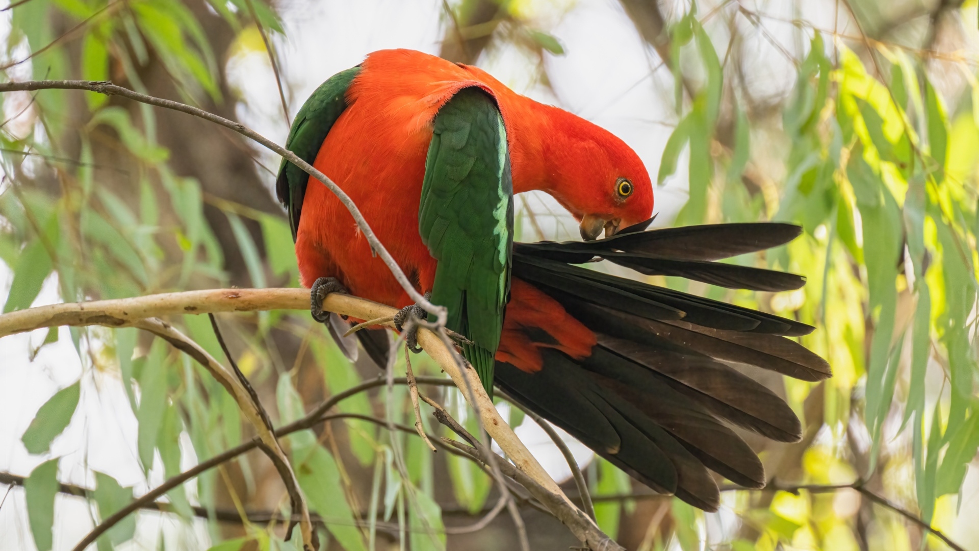 Красивый австралийский королевский попугай на ветке