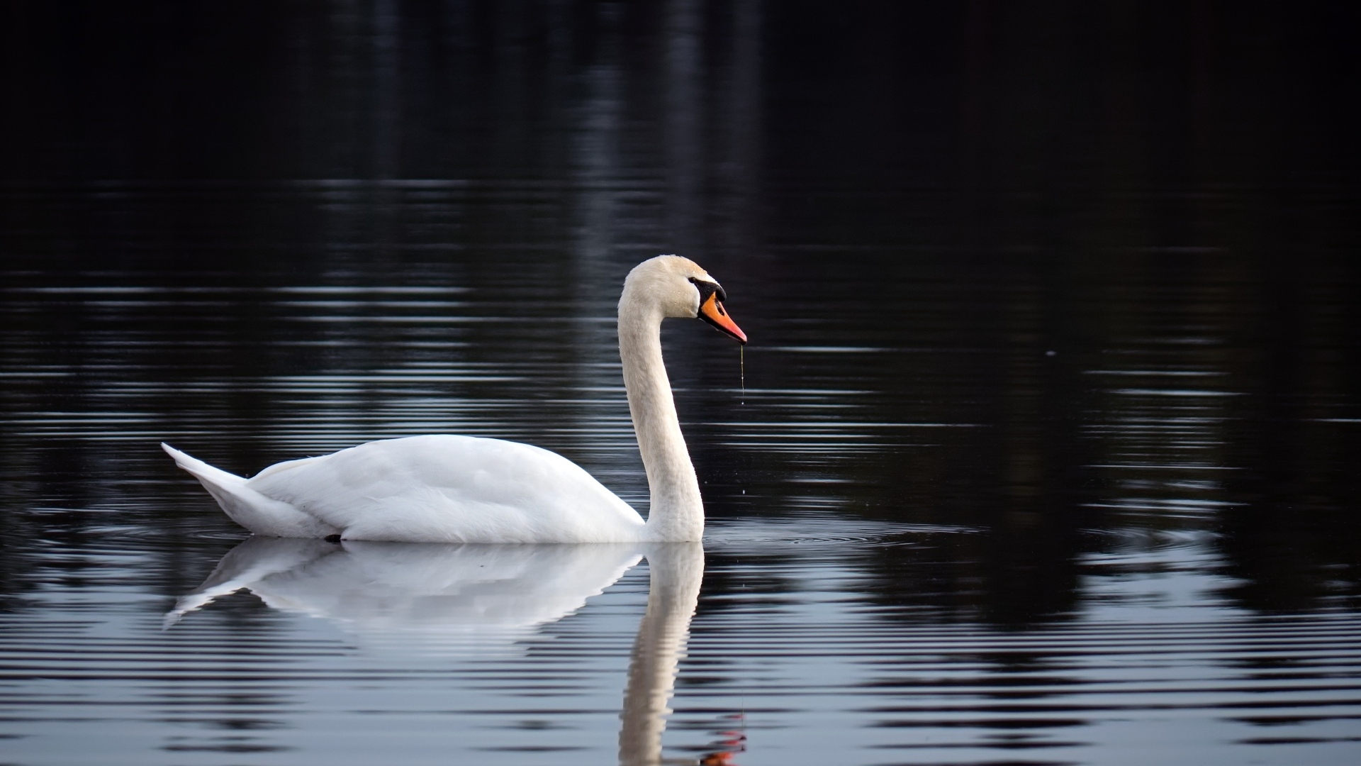 Красивый белый лебедь отражается в воде