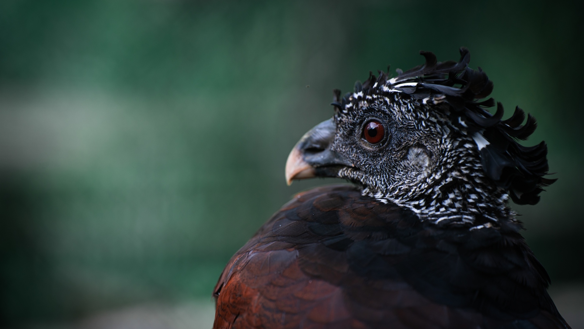 Большая черная птица великий курасов
