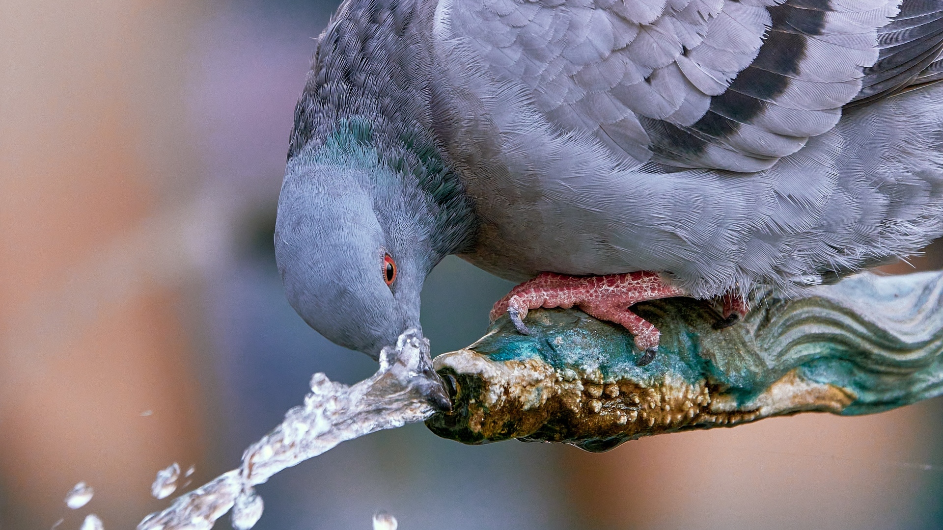Большой серый голубь пьет воду