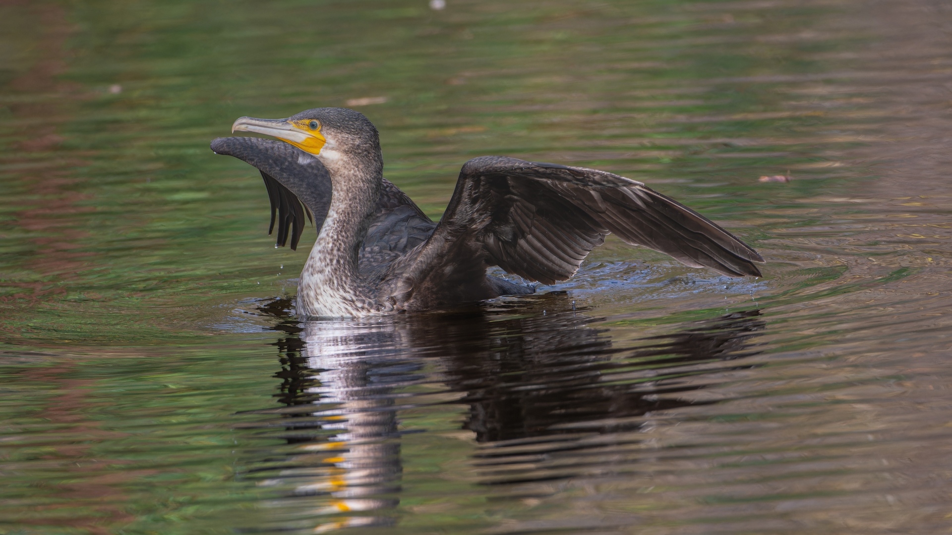 Черный баклан расправил крылья в воде