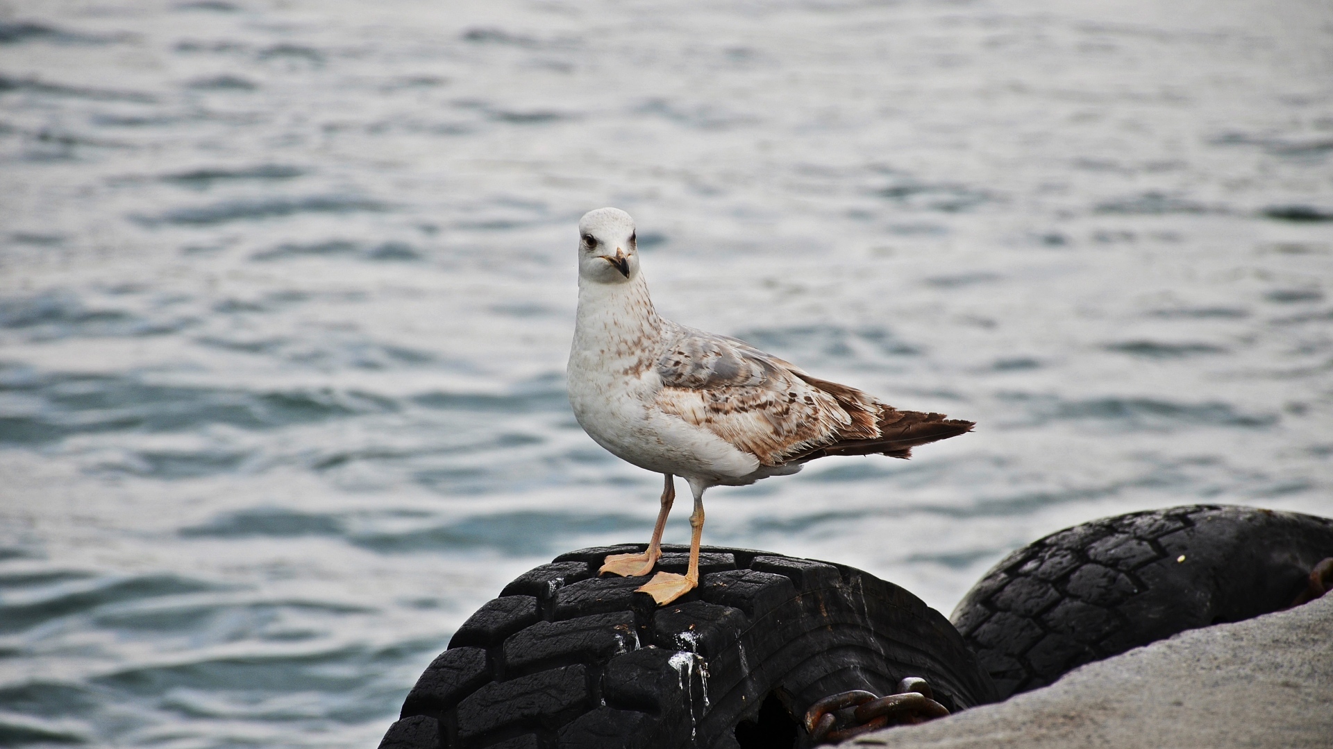 Коричневая чайка стоит у воды