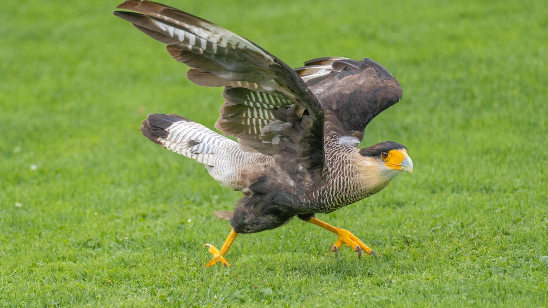 Птица каракара готовится к взлету