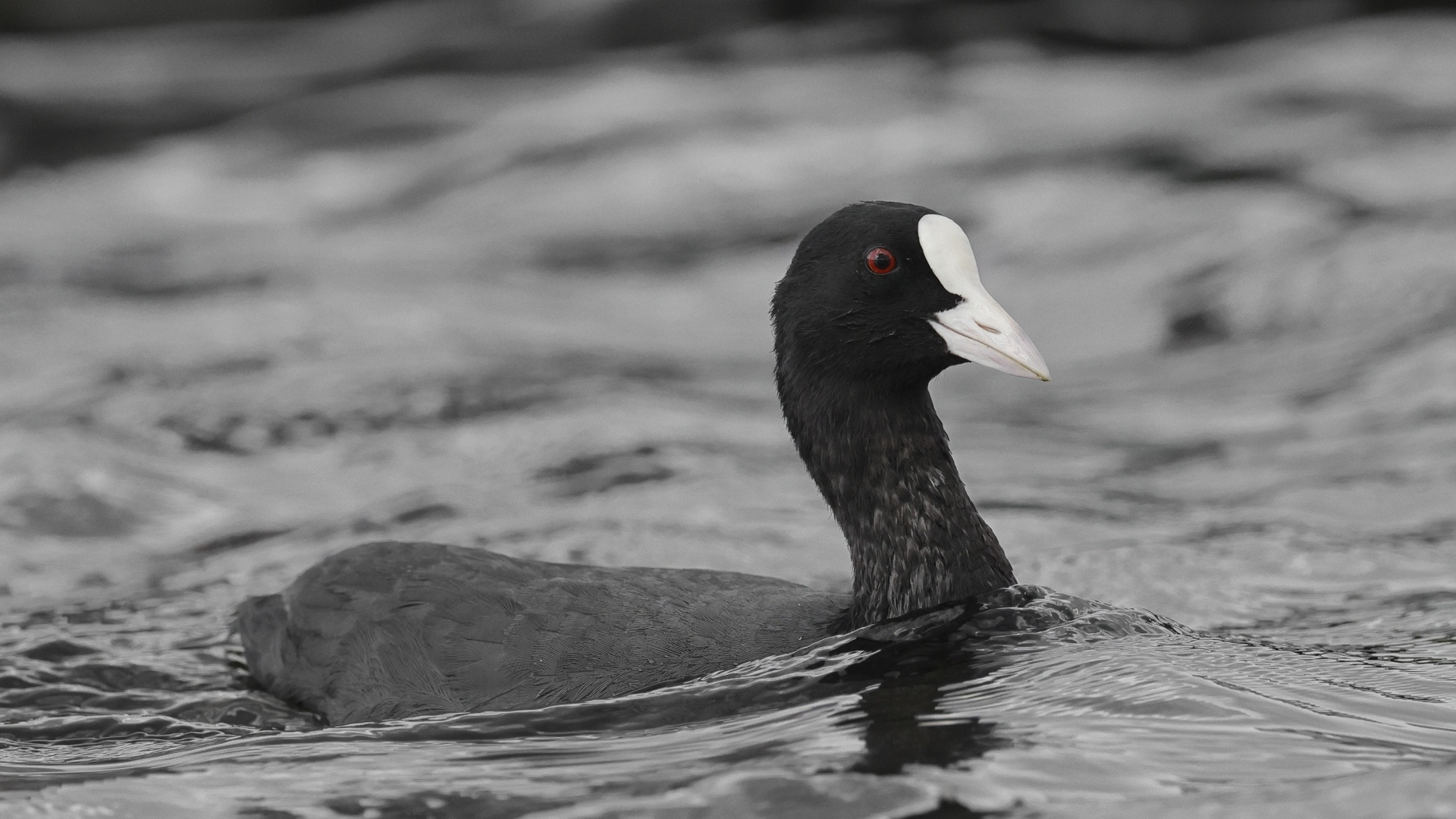 Птица лысуха плывет по воде