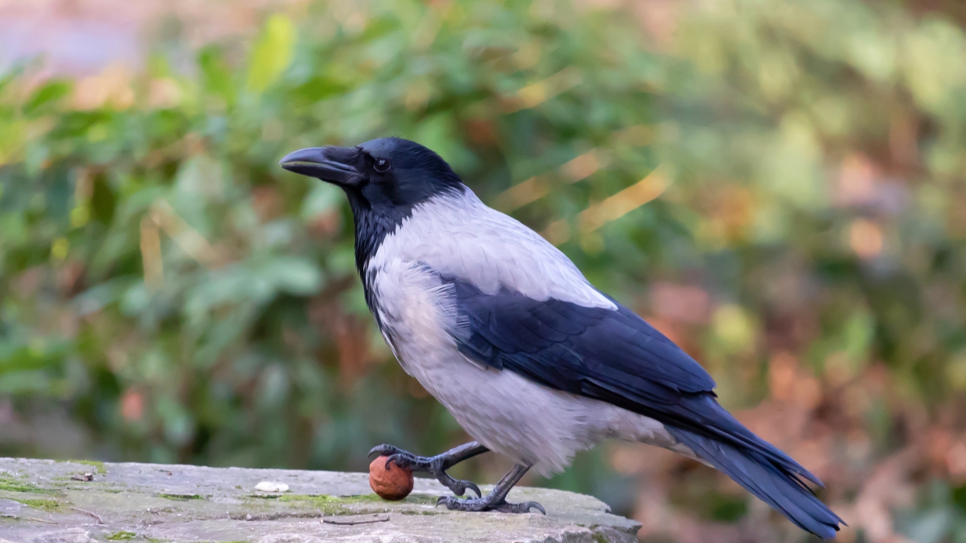 Ворона с орехом на камне