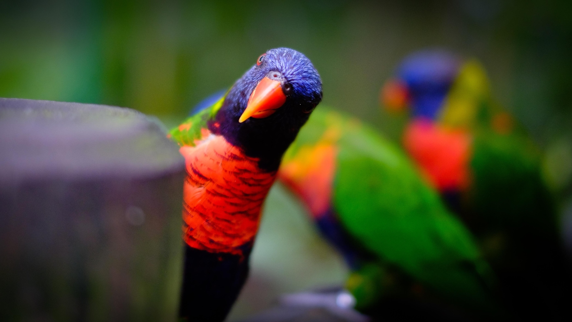 Любопытный синеголовый попугай