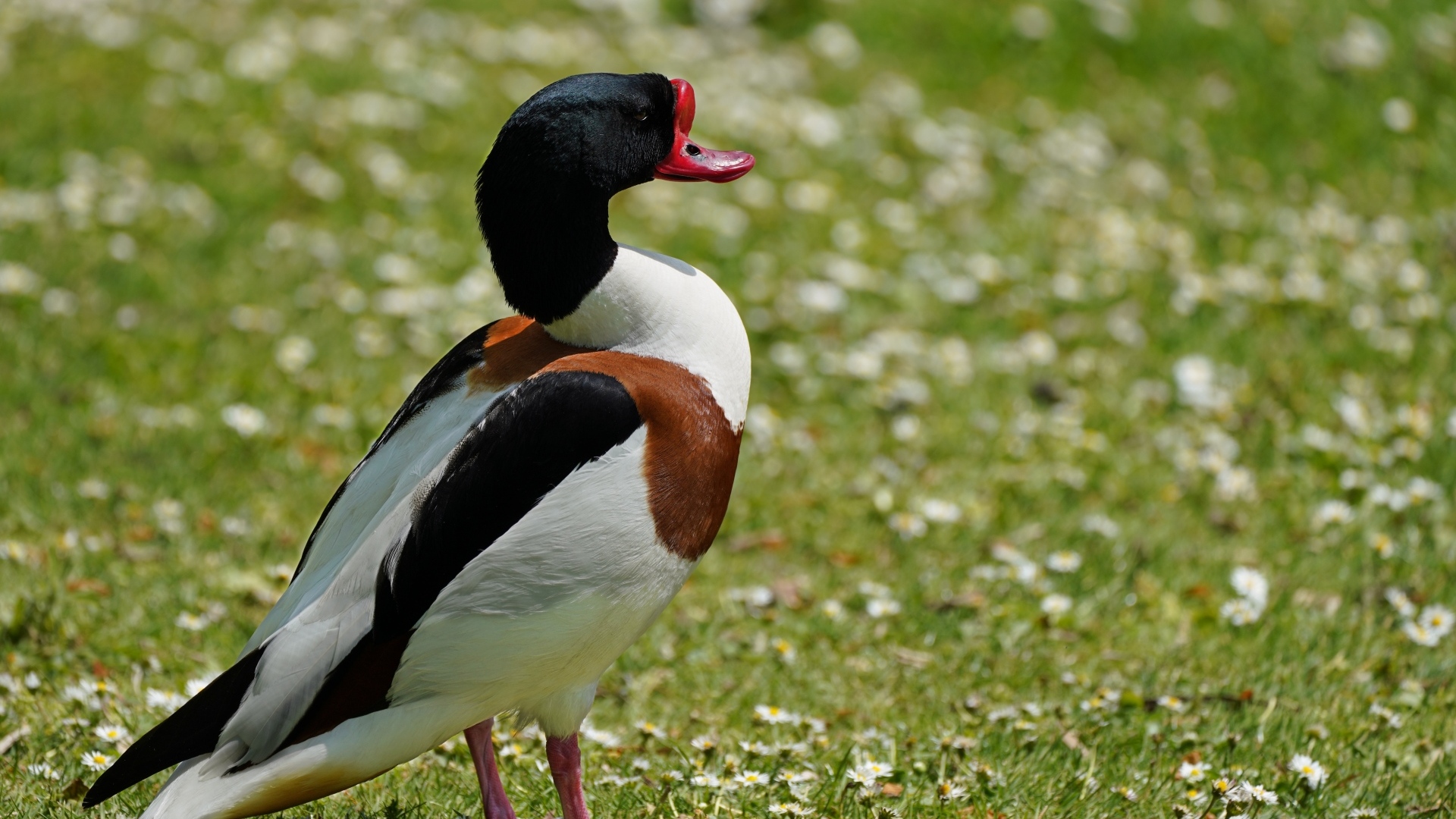 Утка стоит на зеленой траве