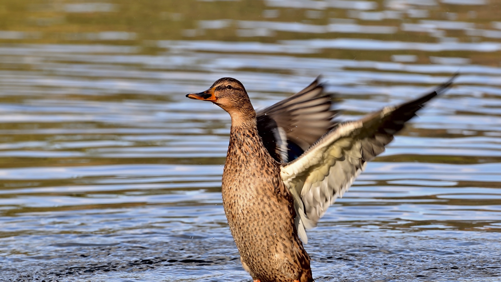 Серая утка расправила крылья в воде