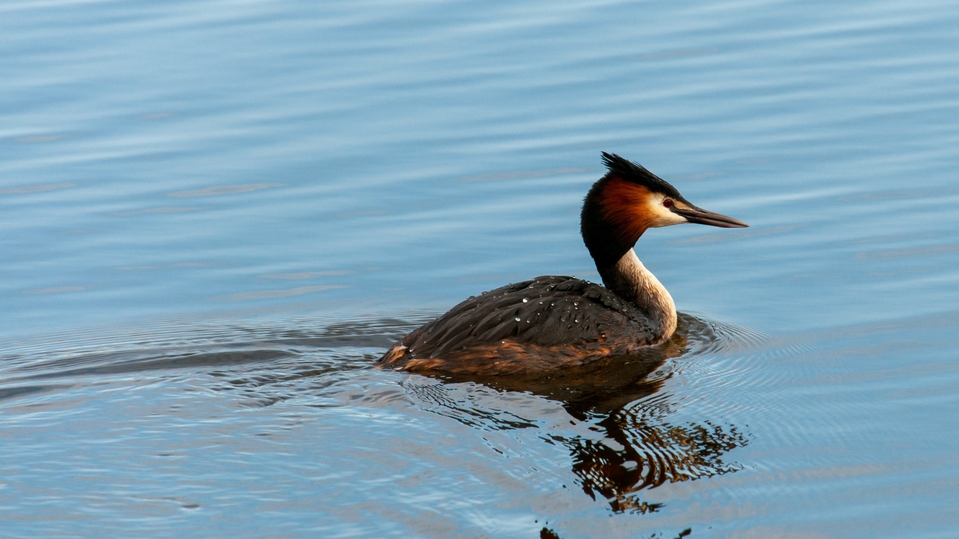 Большая хохлатая поганка плавает в пруду