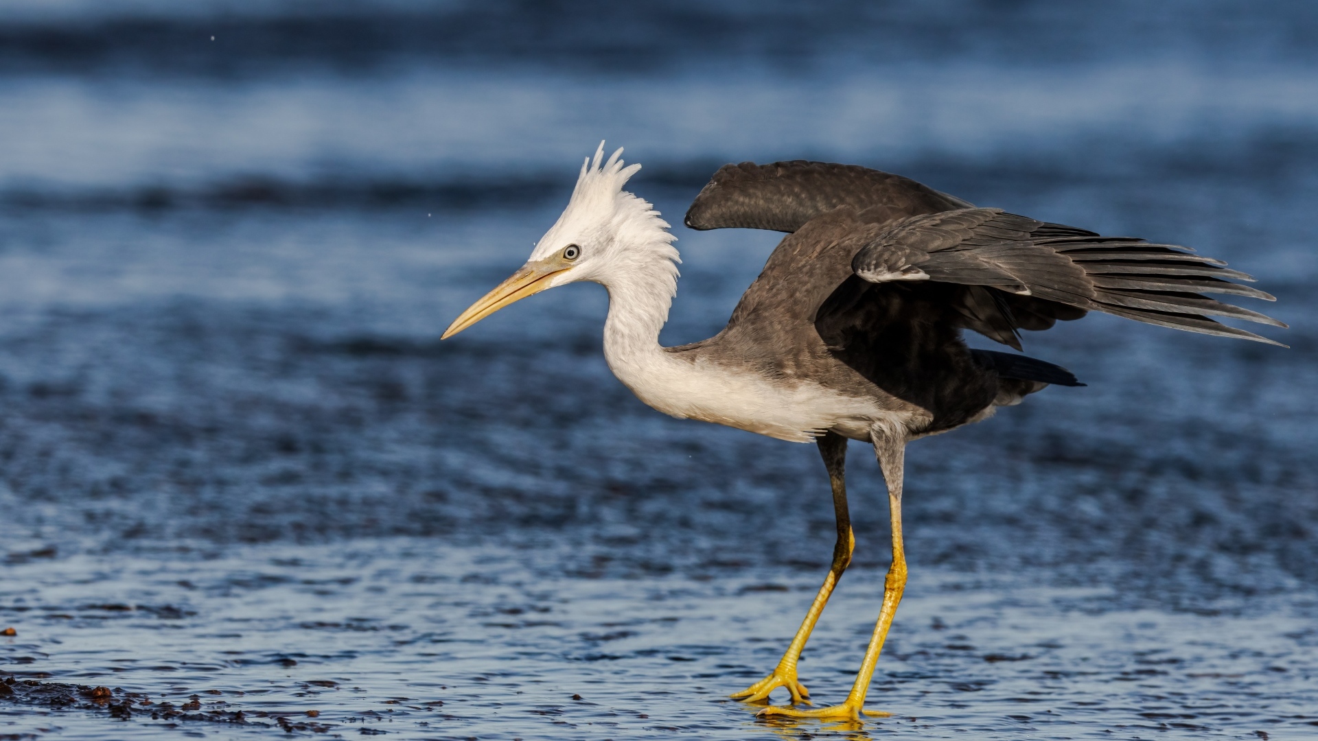 Большая цапля на мокром асфальте