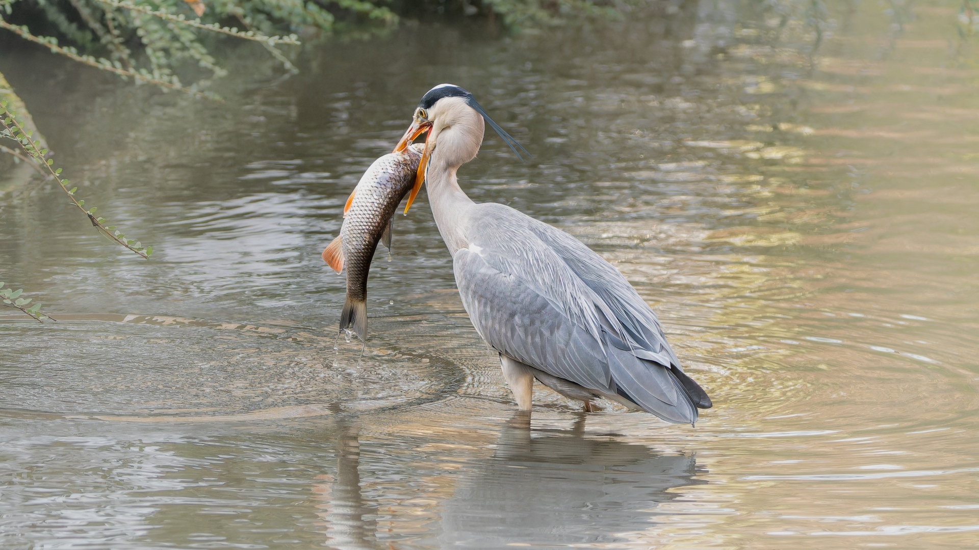 Большая серая цапля с рыбой в воде