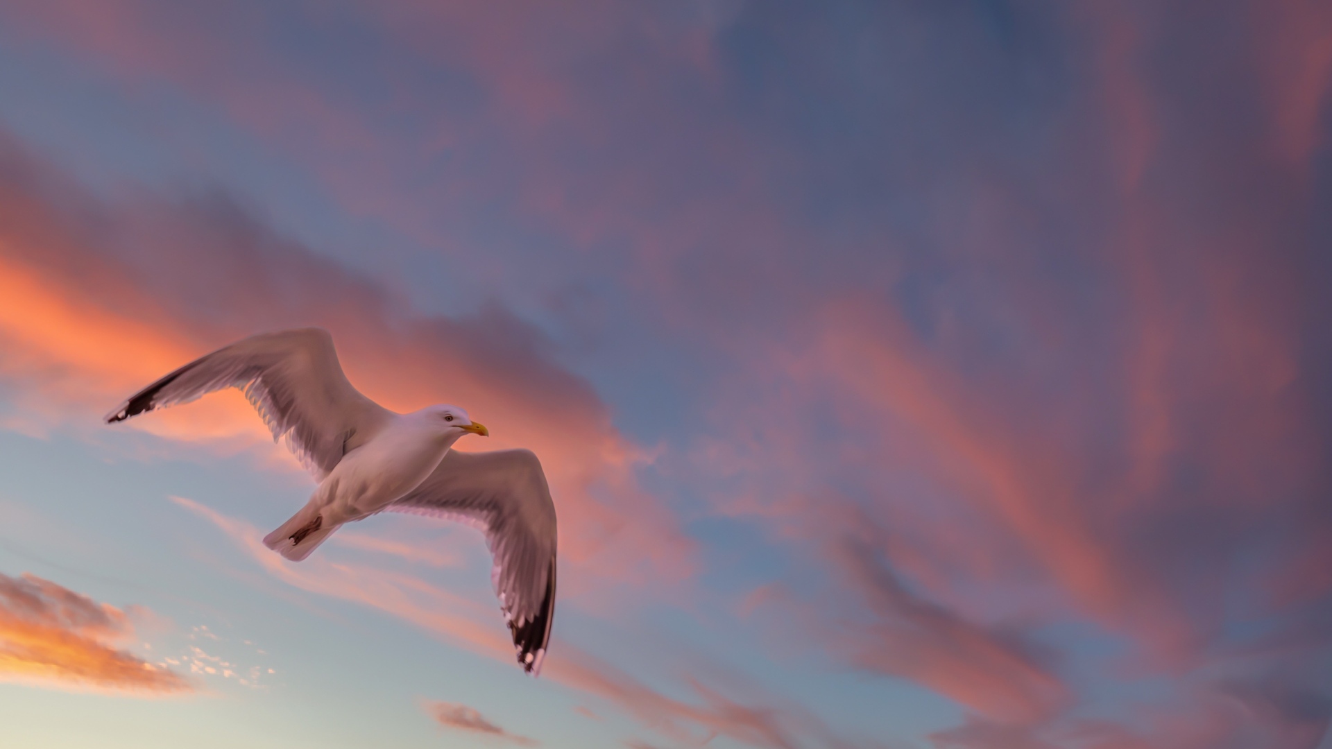Большая белая чайка в небе на закате
