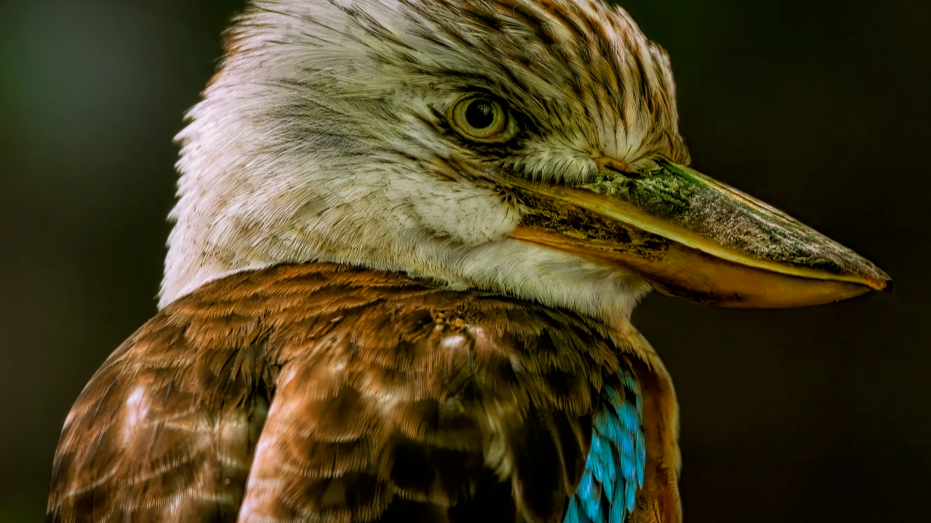 Kookaburra bird head close up
