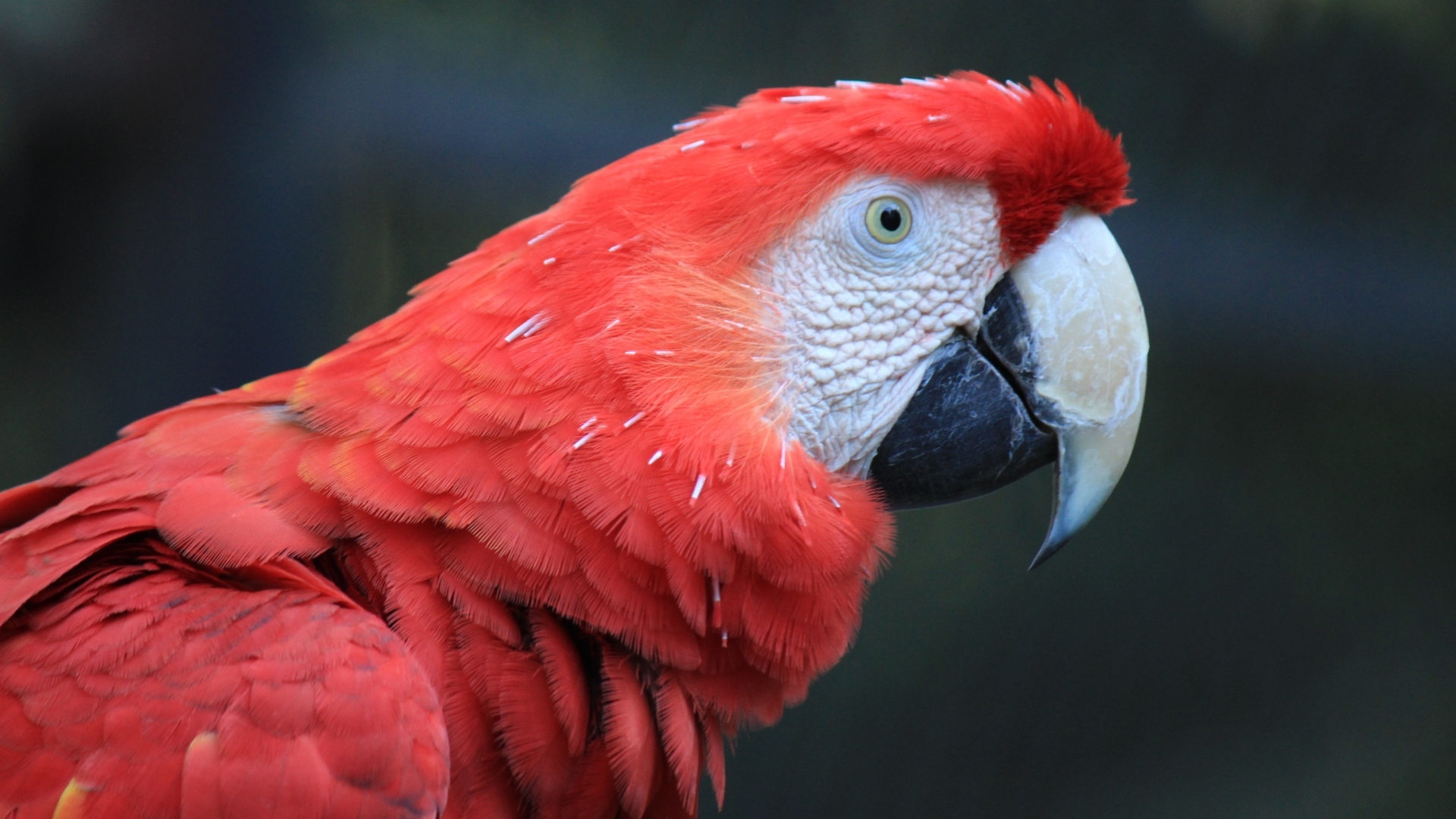 Большой красный попугай ара