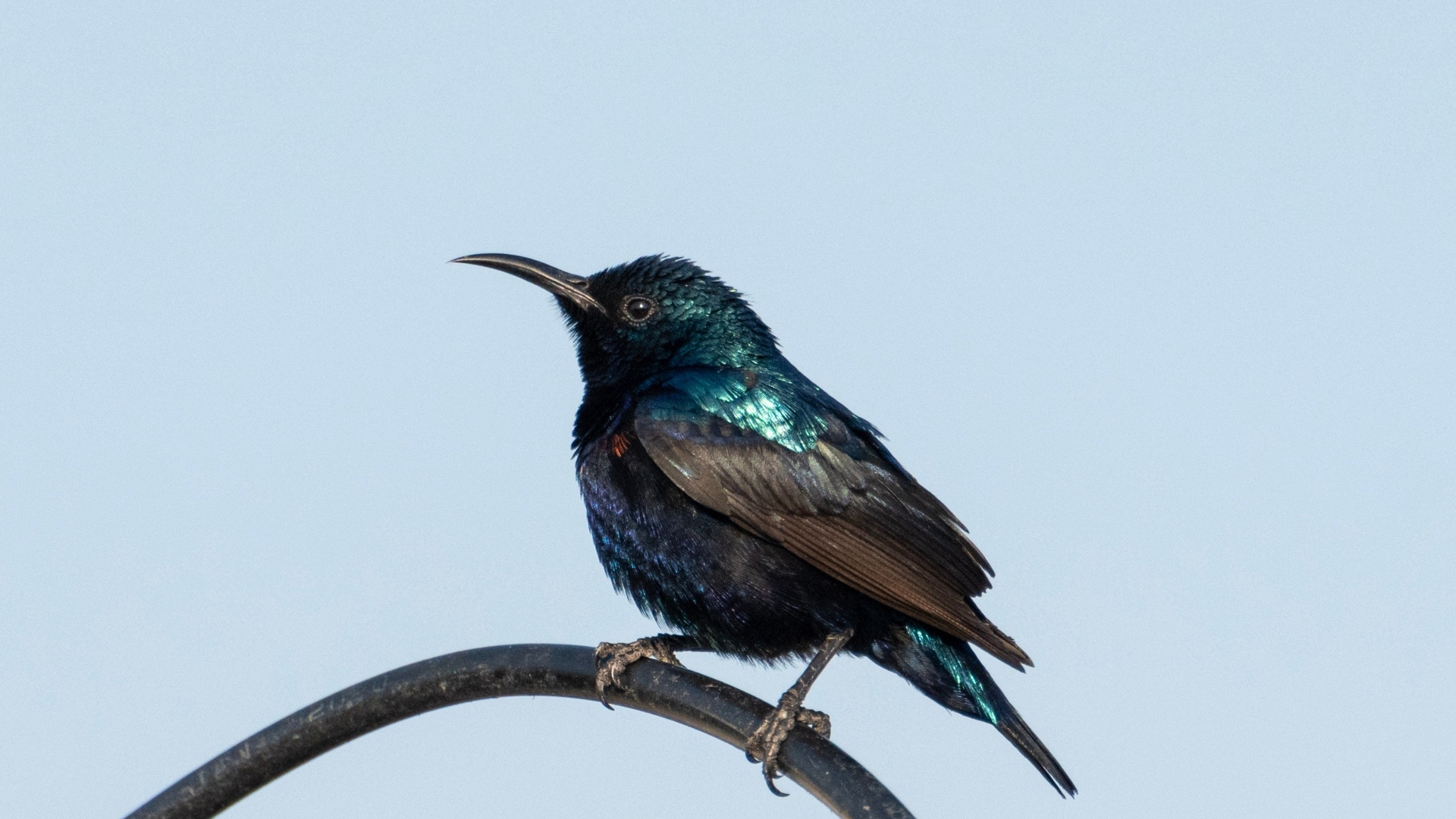 Маленький черный дрозд сидит на ветке 