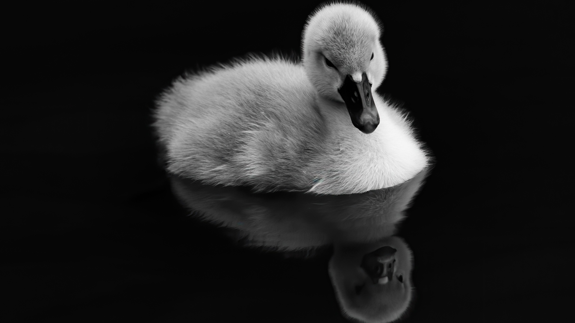 Маленький утенок отражается в воде на черном фоне