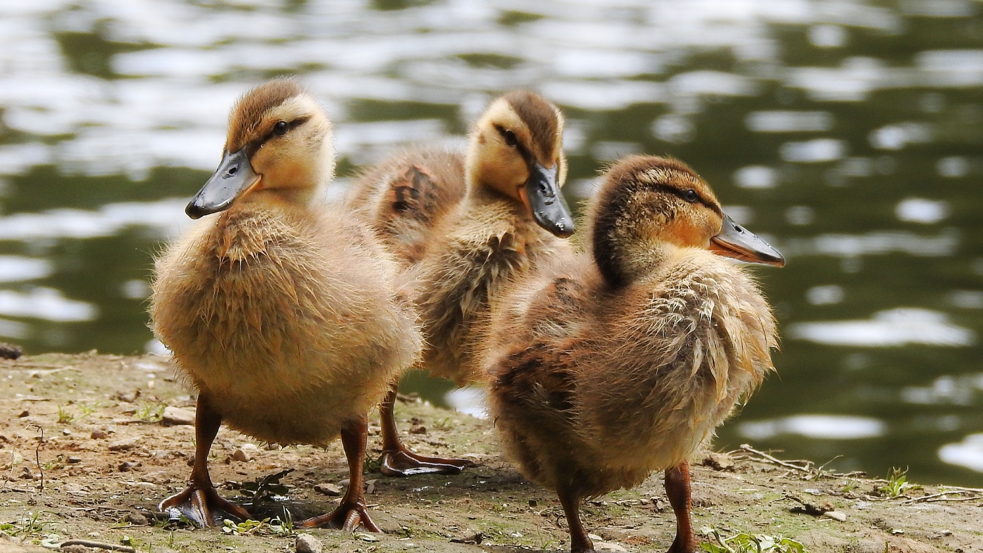 Маленькие утята на берегу у воды