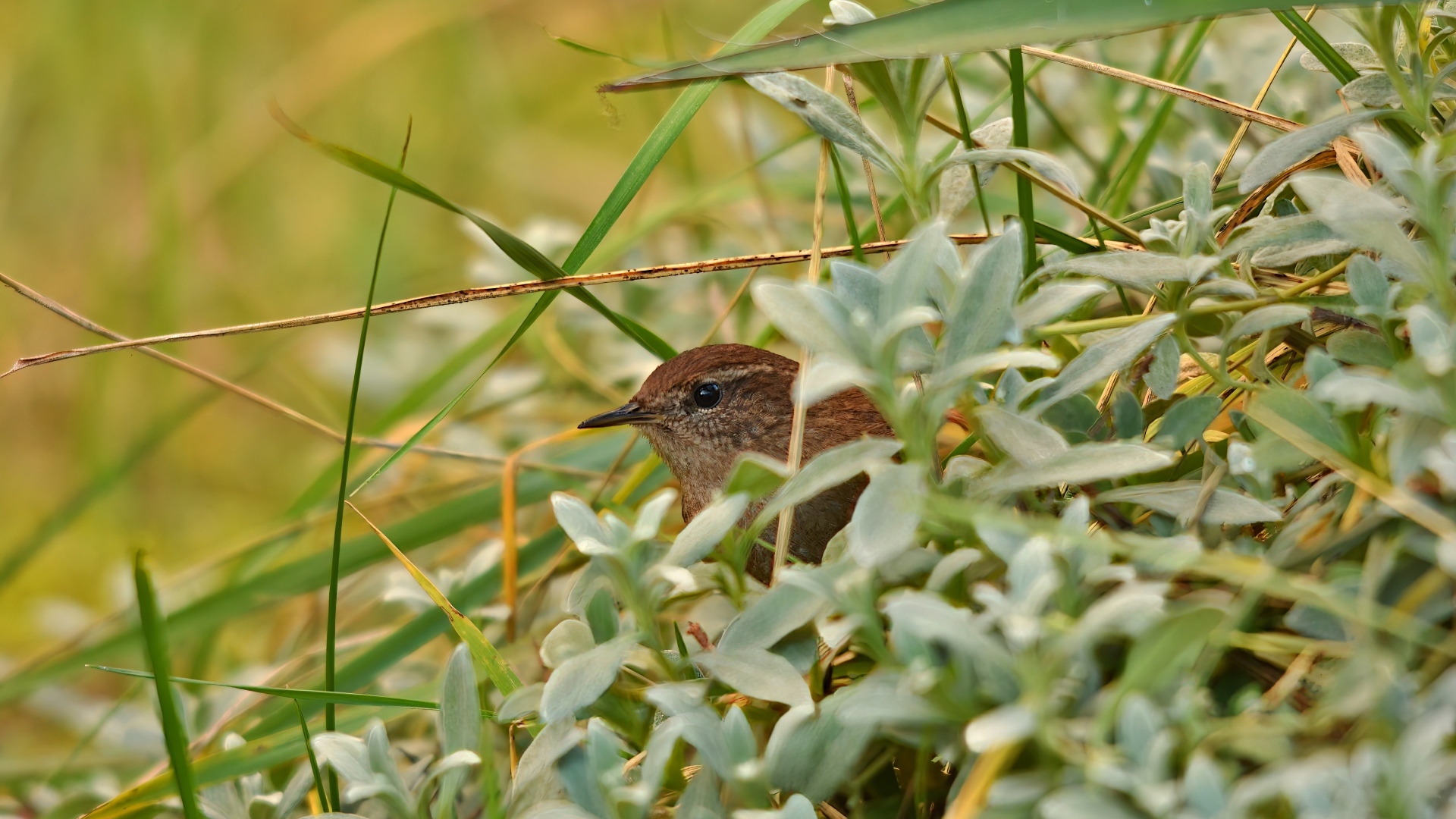 Маленькая иволга прячется в зеленых листьях