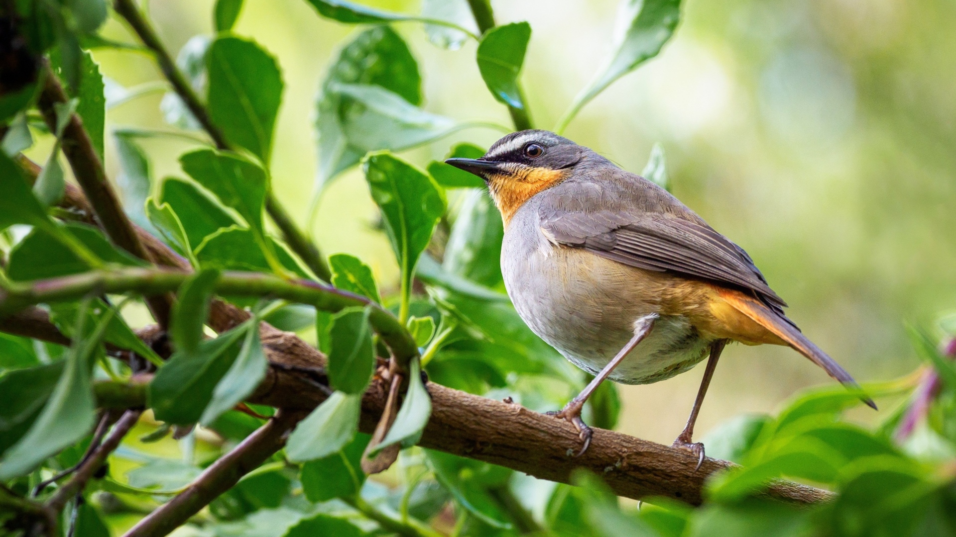 Маленькая птица робин сидит на ветке