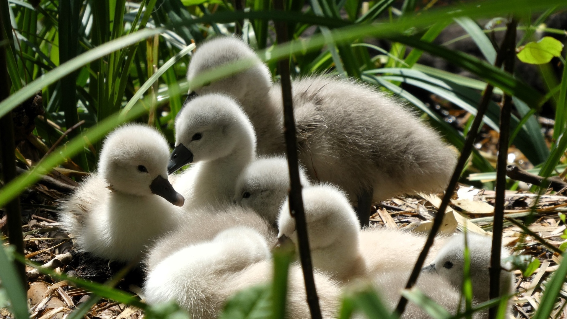 Маленькие птенцы лебедя в гнезде