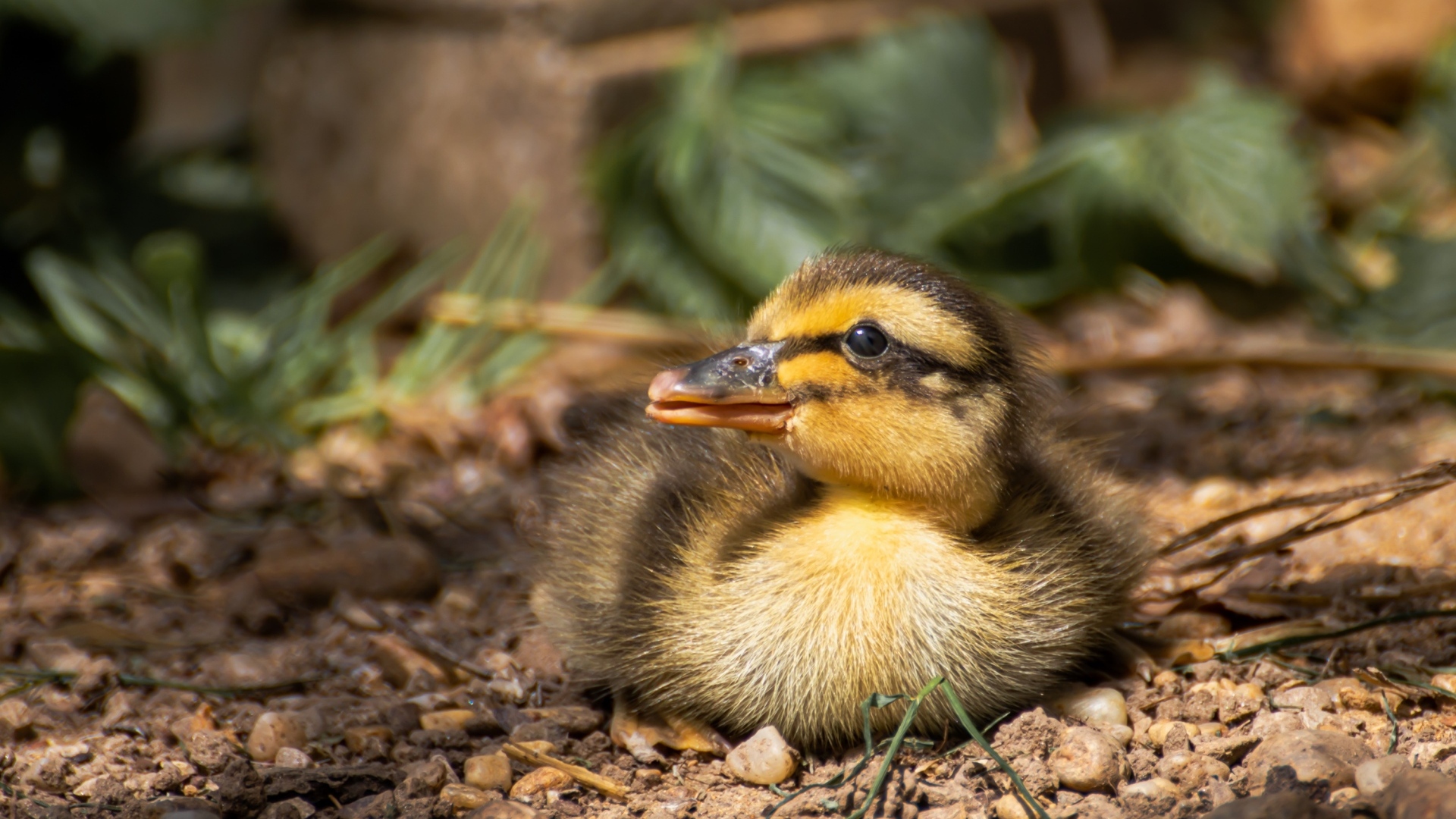 Маленький дикий утенок прячется в тени 