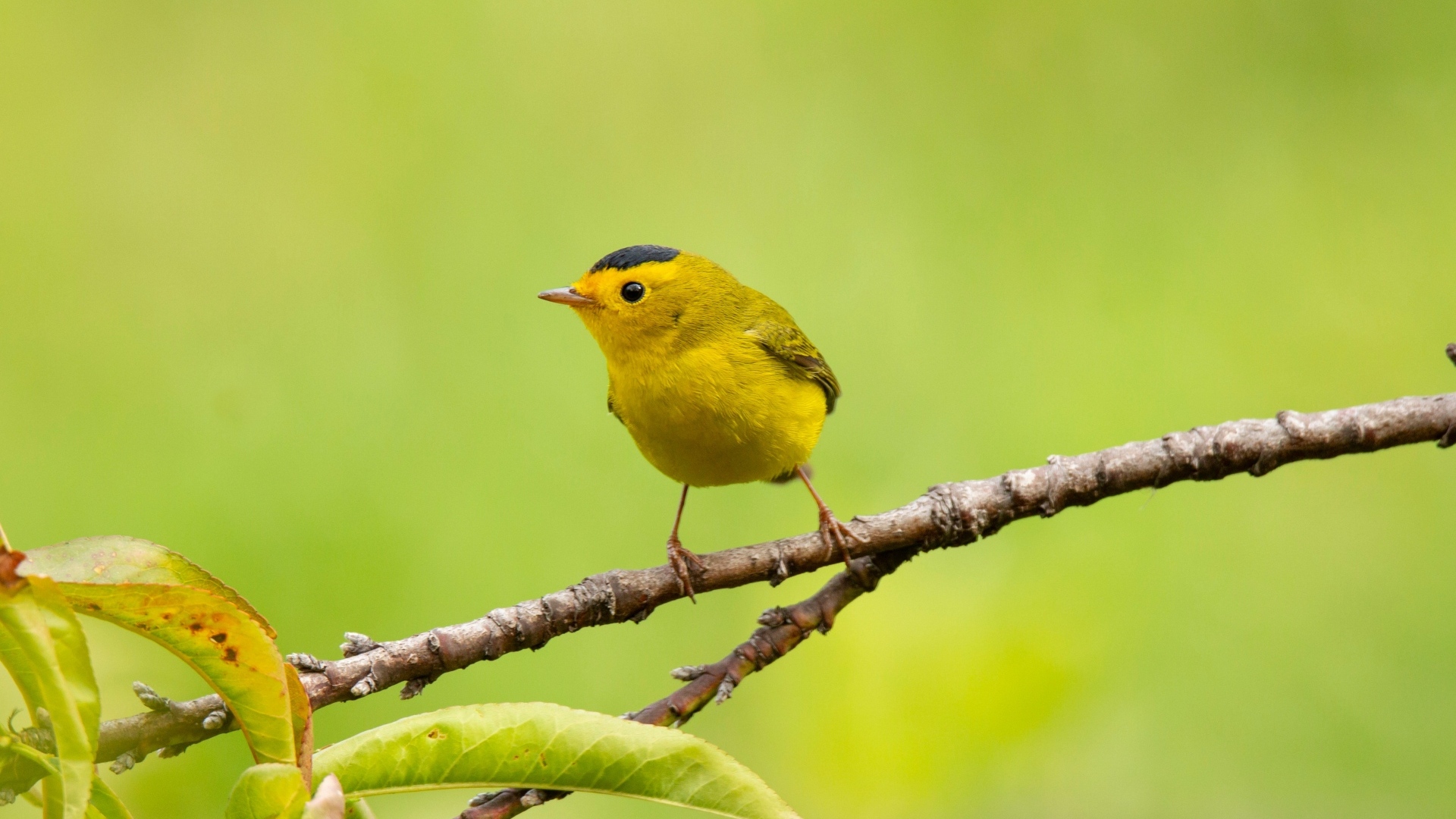 Маленькая желтая птичка сидит на ветке