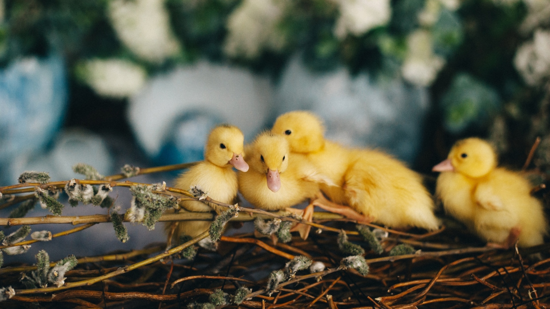Маленькие желтые утята в гнезде