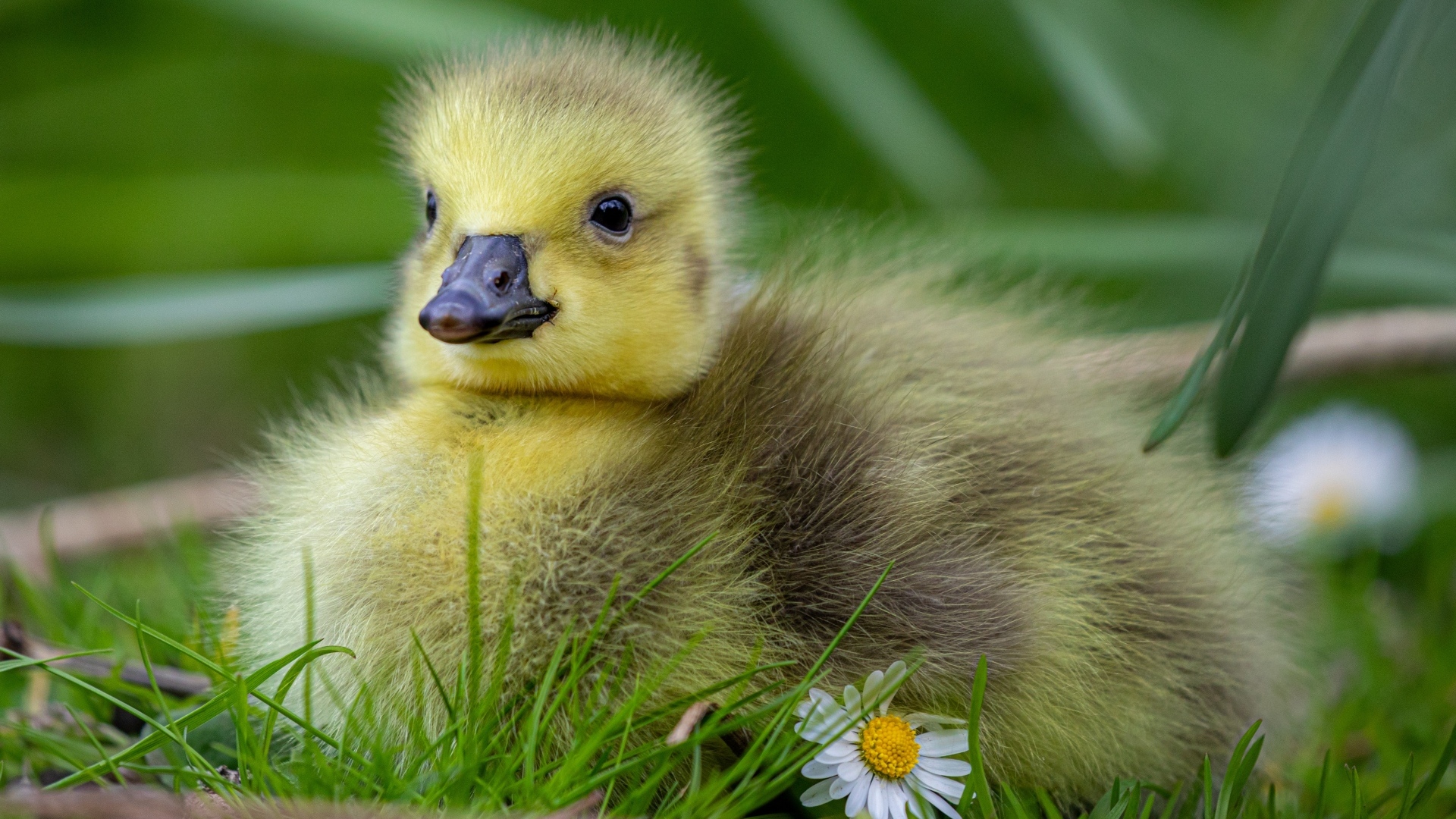 Маленький желтый гусенок на зеленой траве