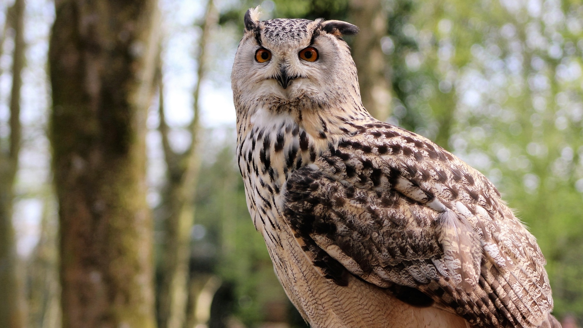 Ушастая сова в лесу