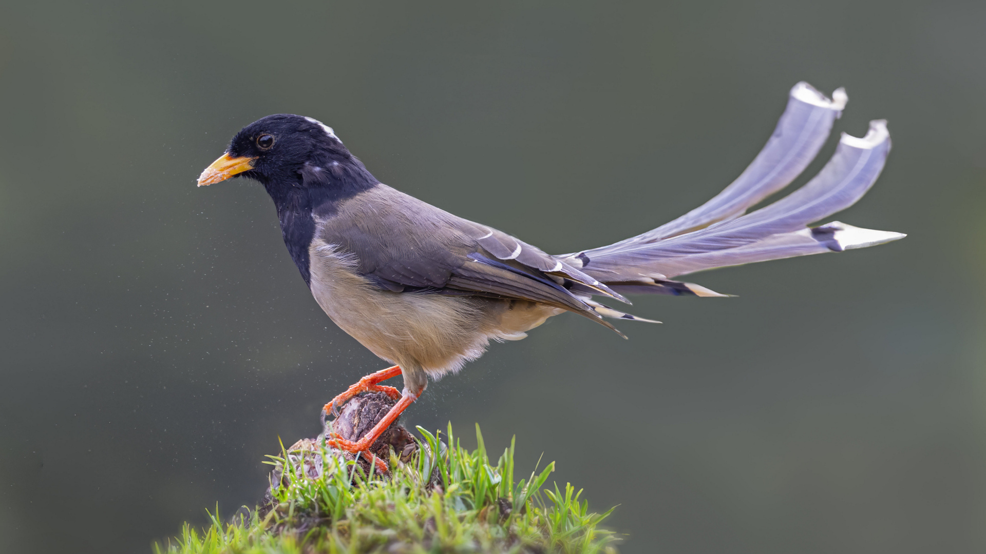 Сорока крупным планом