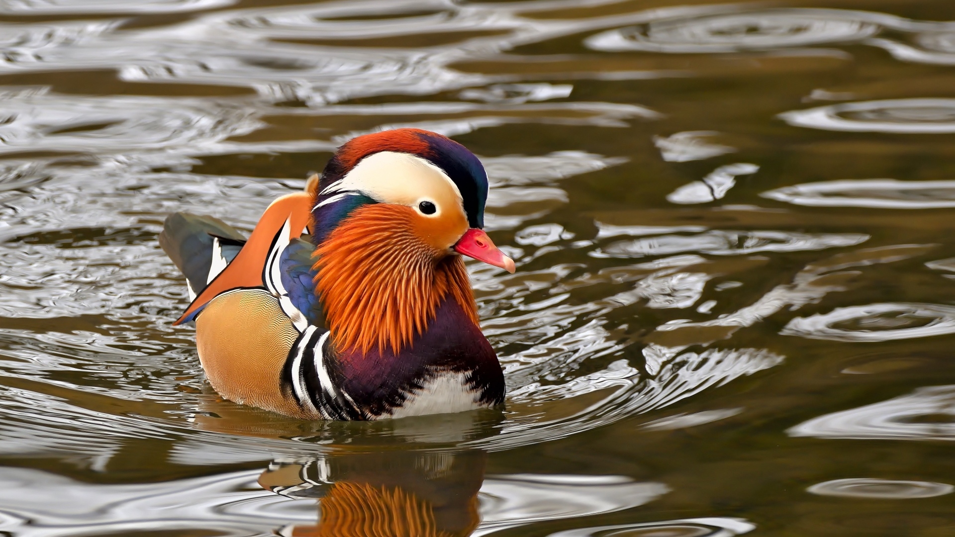 Уточка мандаринка плавает в воде