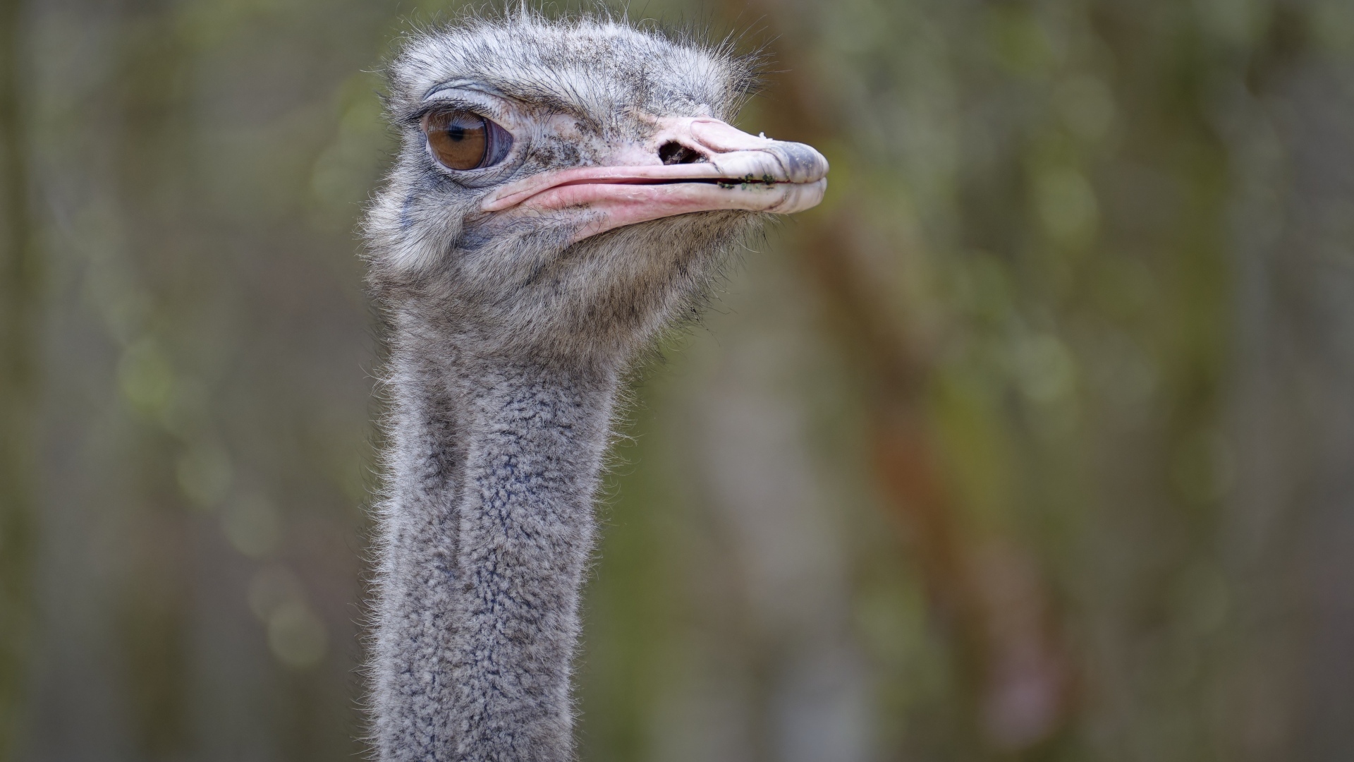 Голова страуса с розовым клювом