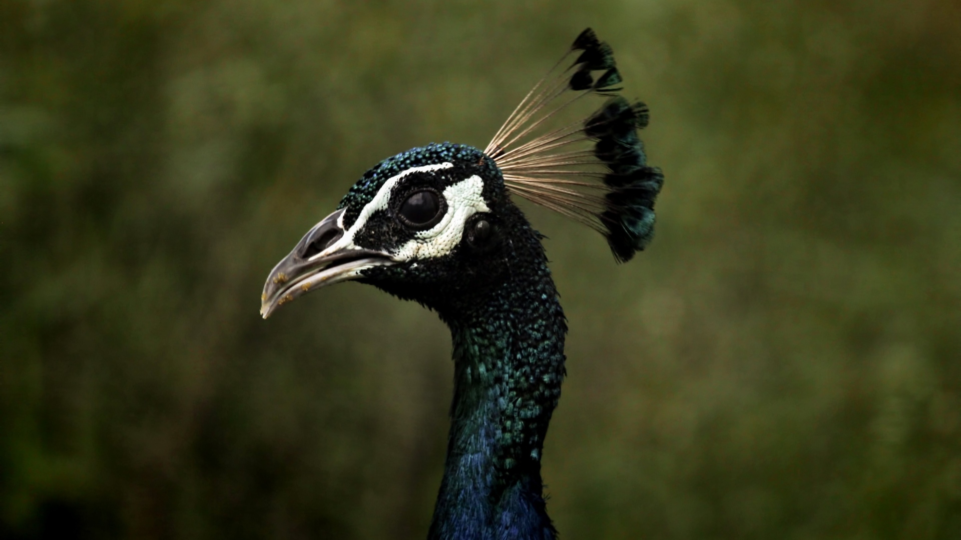 Голова павлина с длинной шеей крупным планом