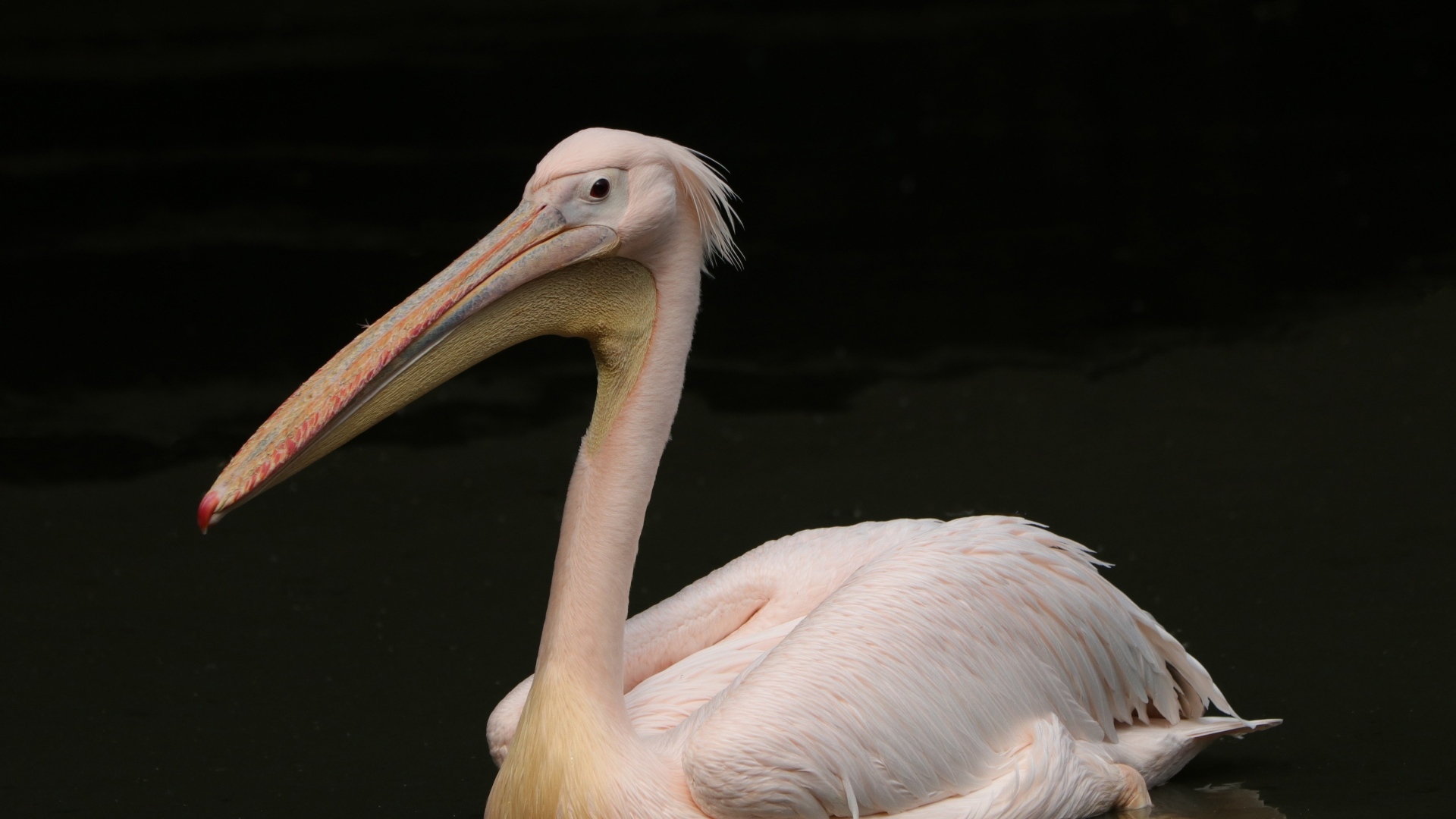 Розовый пеликан на черном фоне