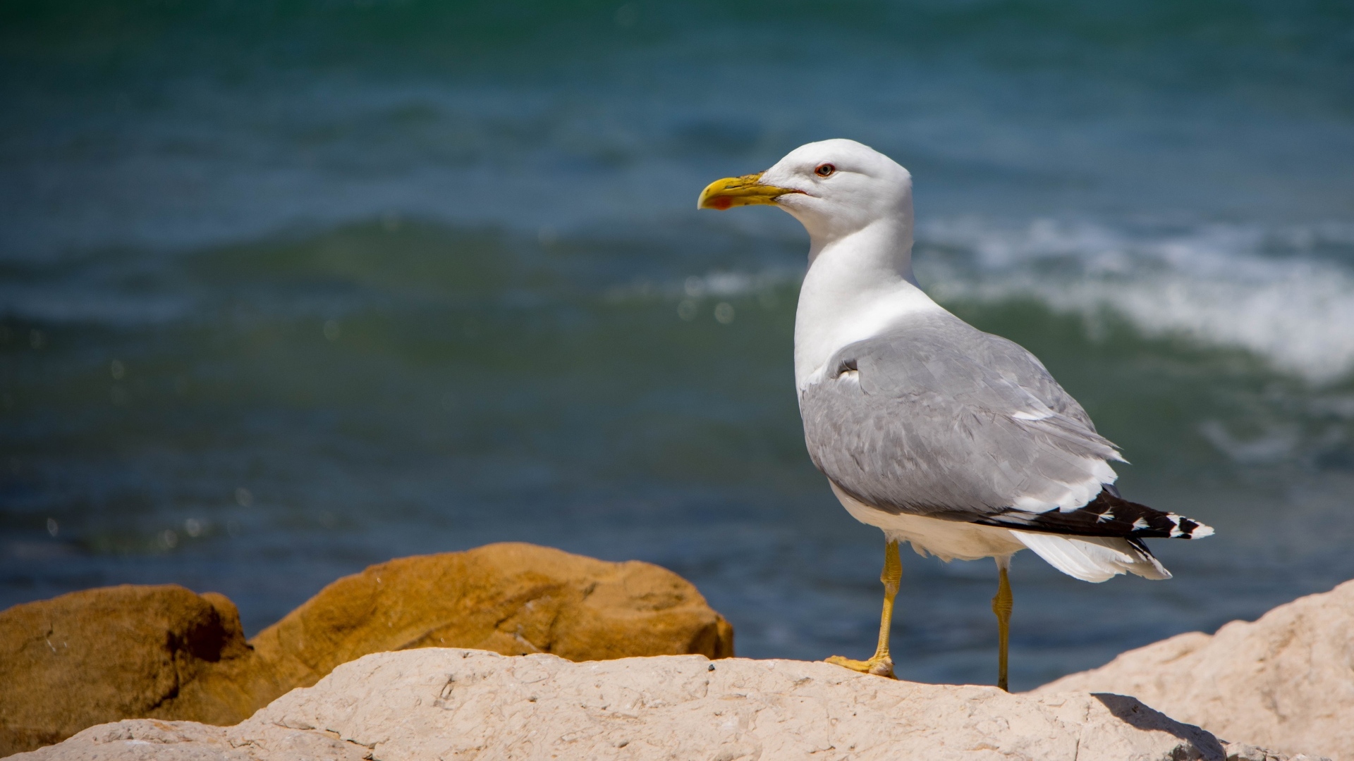 Чайка стоит на камне у моря