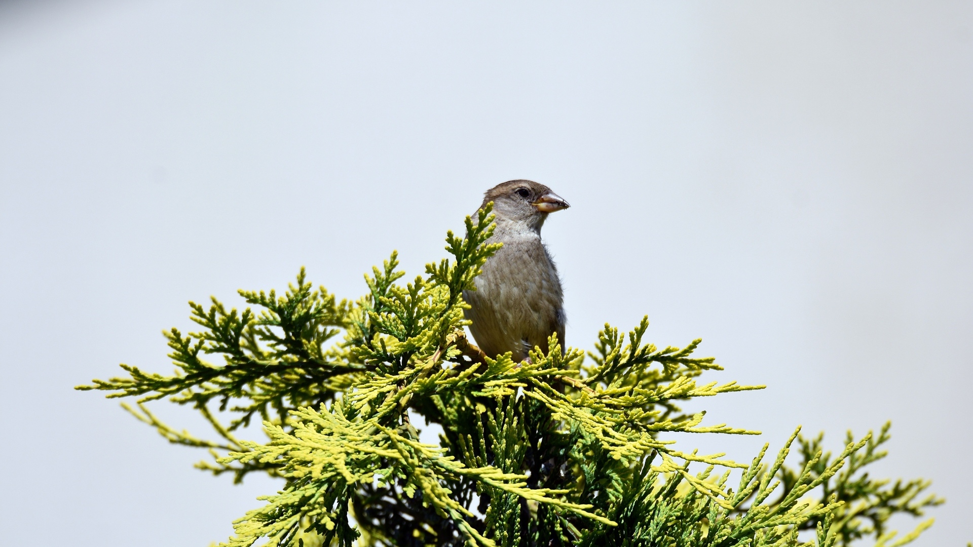Воробей сидит на зеленой ветке на сером фоне