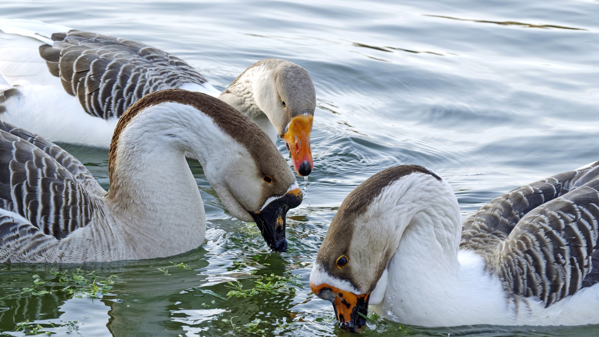 Три домашних гуся плавают в воде