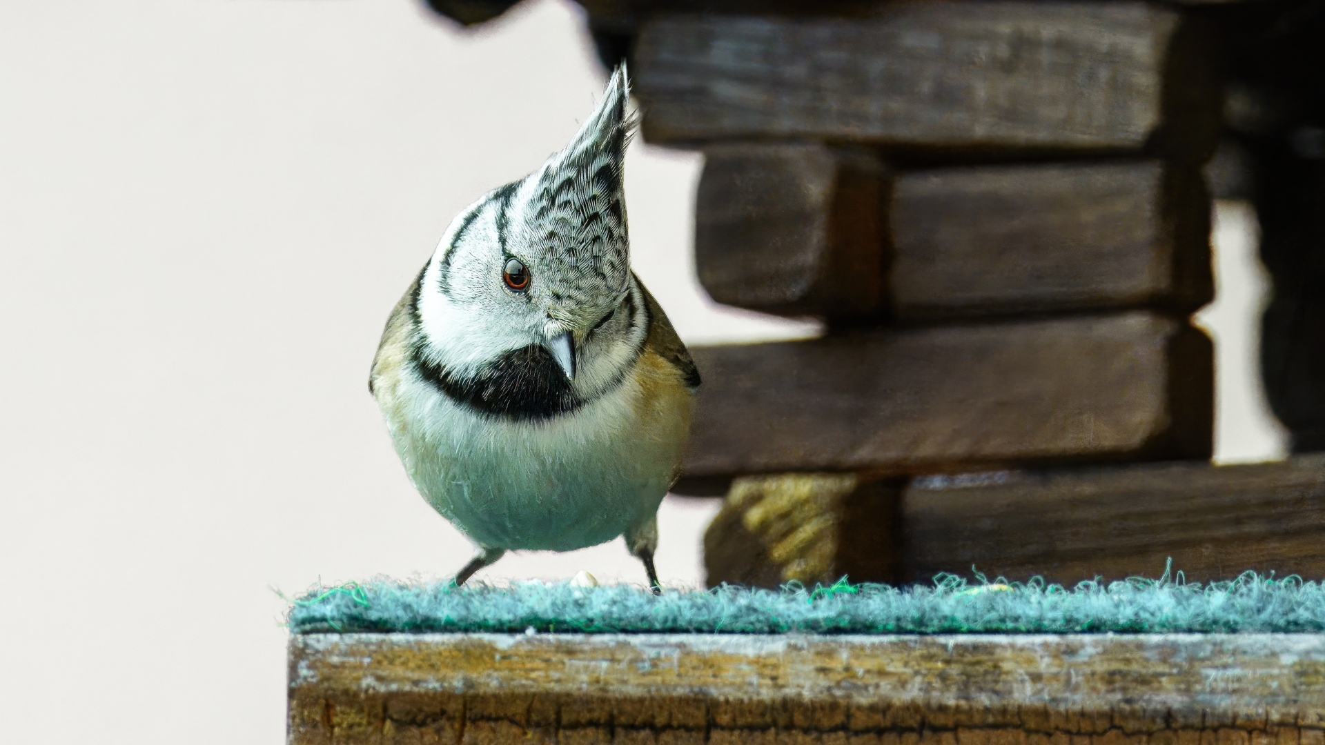 Хохлатая синица сидит у кормушки