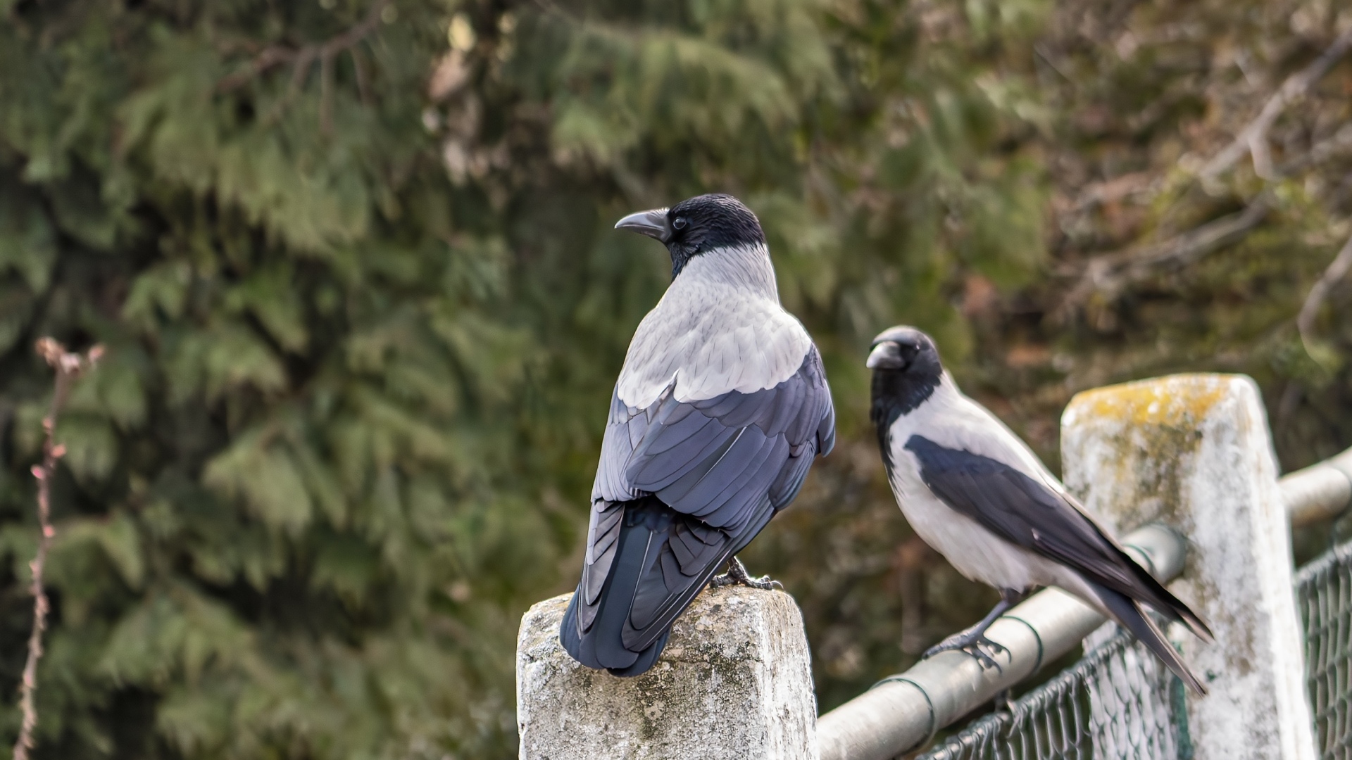 Две вороны сидят на заборе
