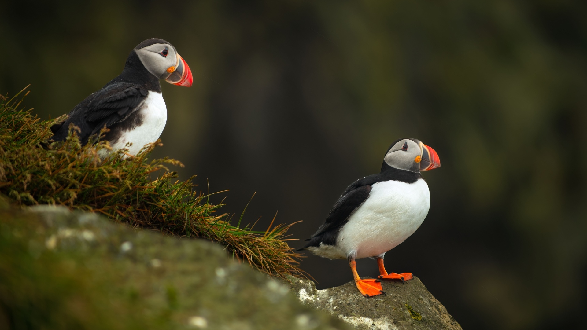 Две птицы тупики на камнях