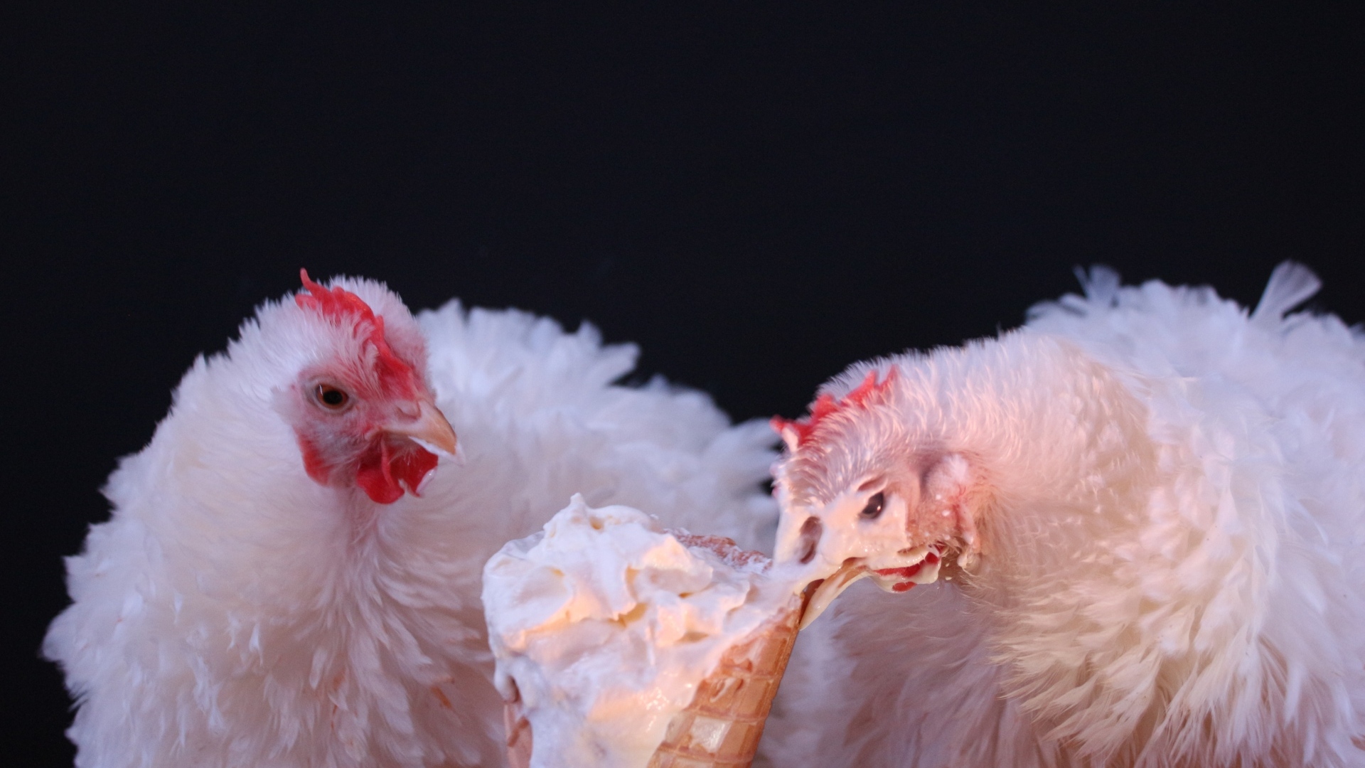 Белые домашние куры клюют мороженое на черном фоне