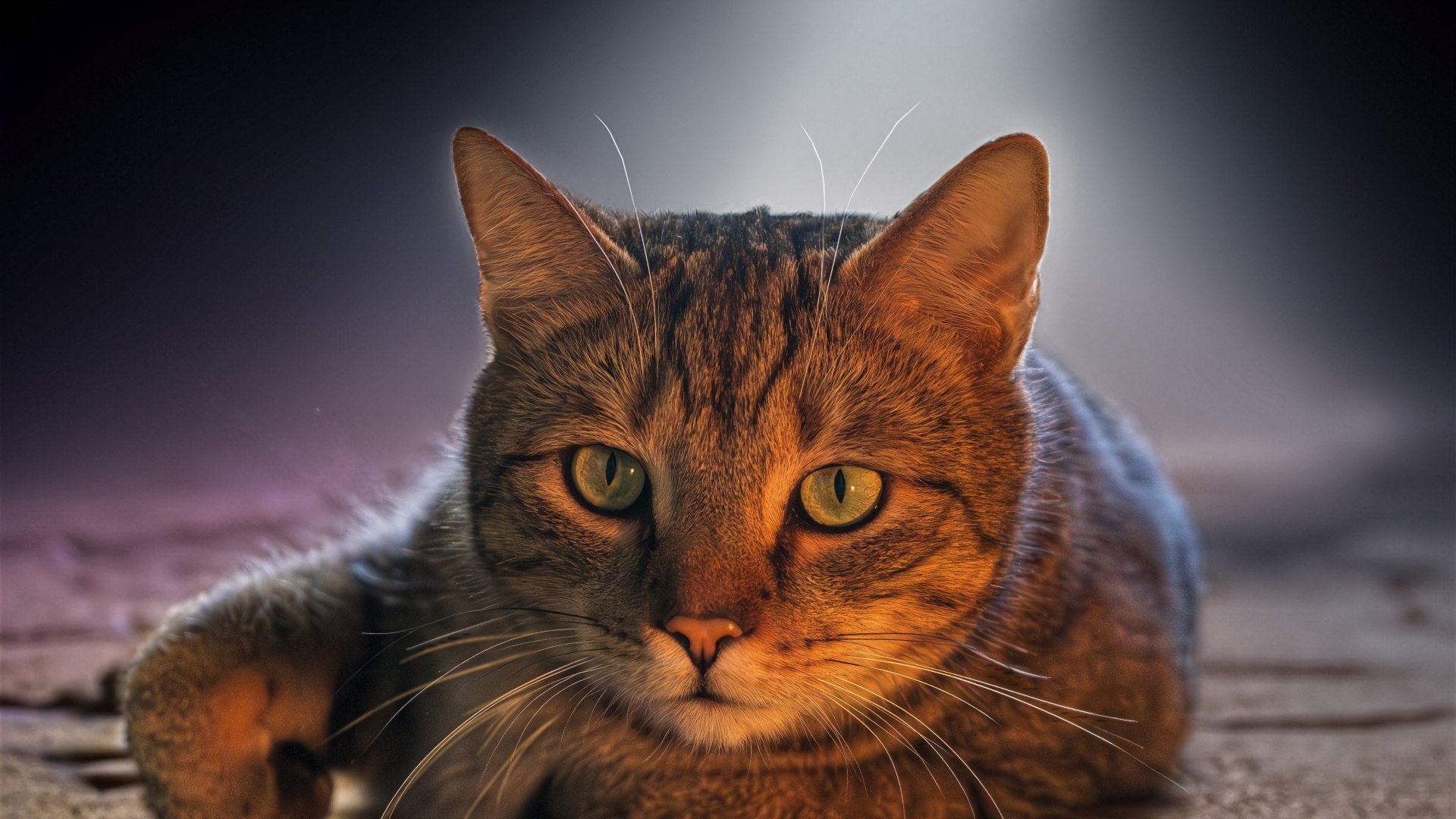 Большой серый кот с зелеными глазами лежит на дороге