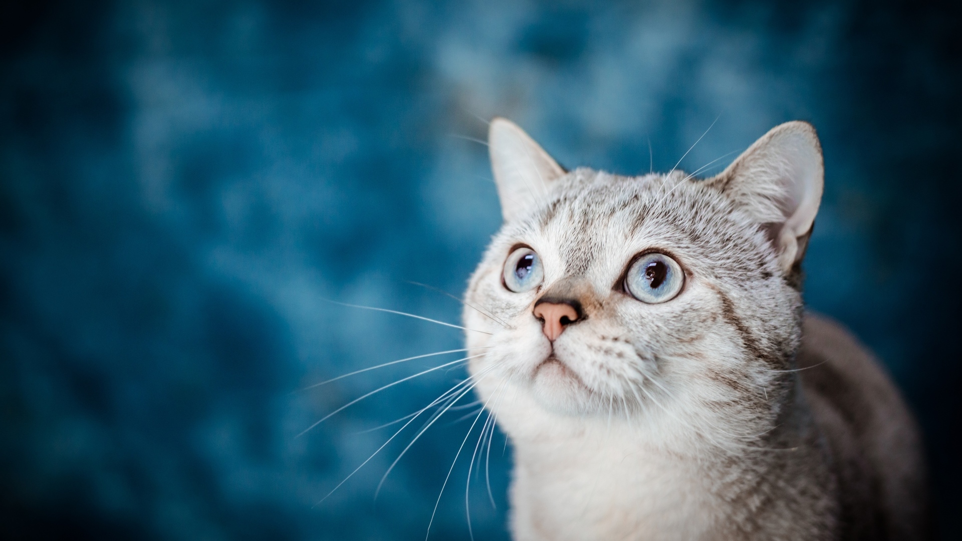 Красивая голубоглазая кошка на голубом фоне