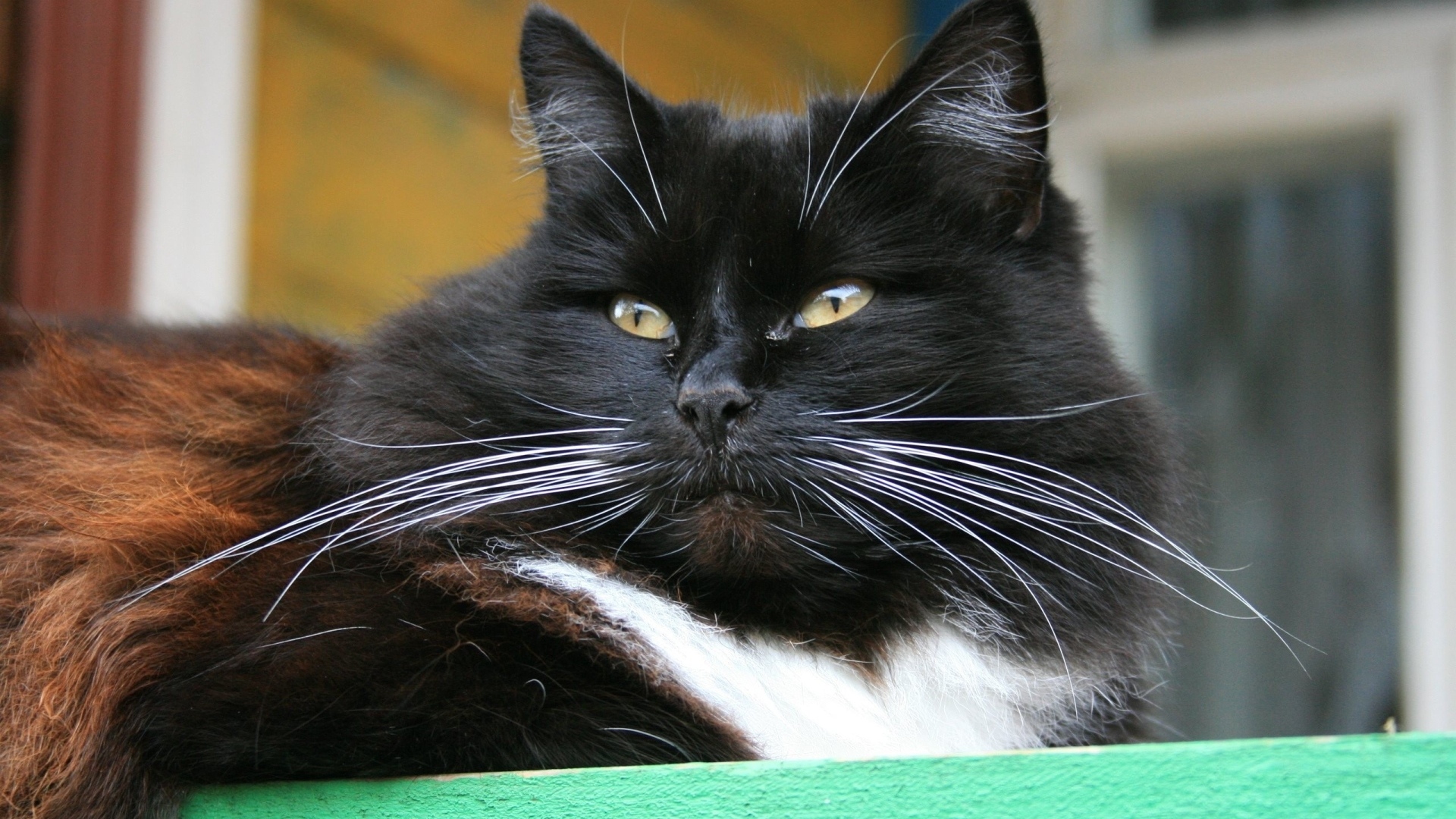 Красивый пушистый черный кот с зелеными глазами